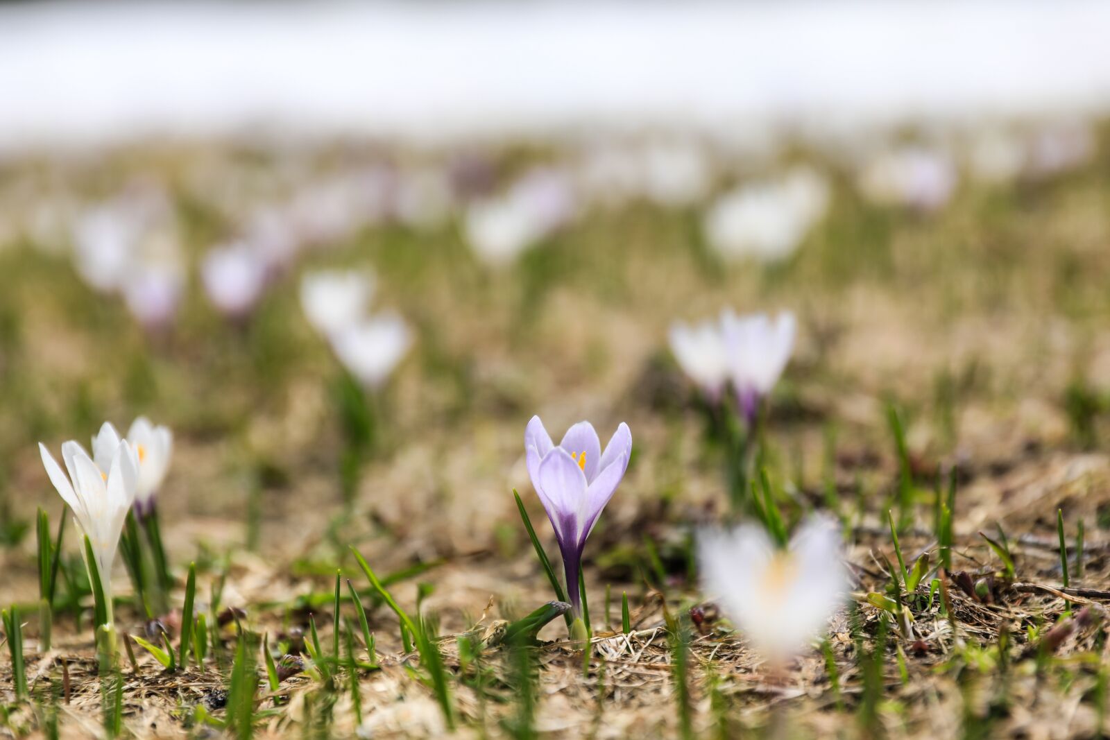 Canon EOS 5D Mark IV sample photo. Crocus, flower, crocus flower photography