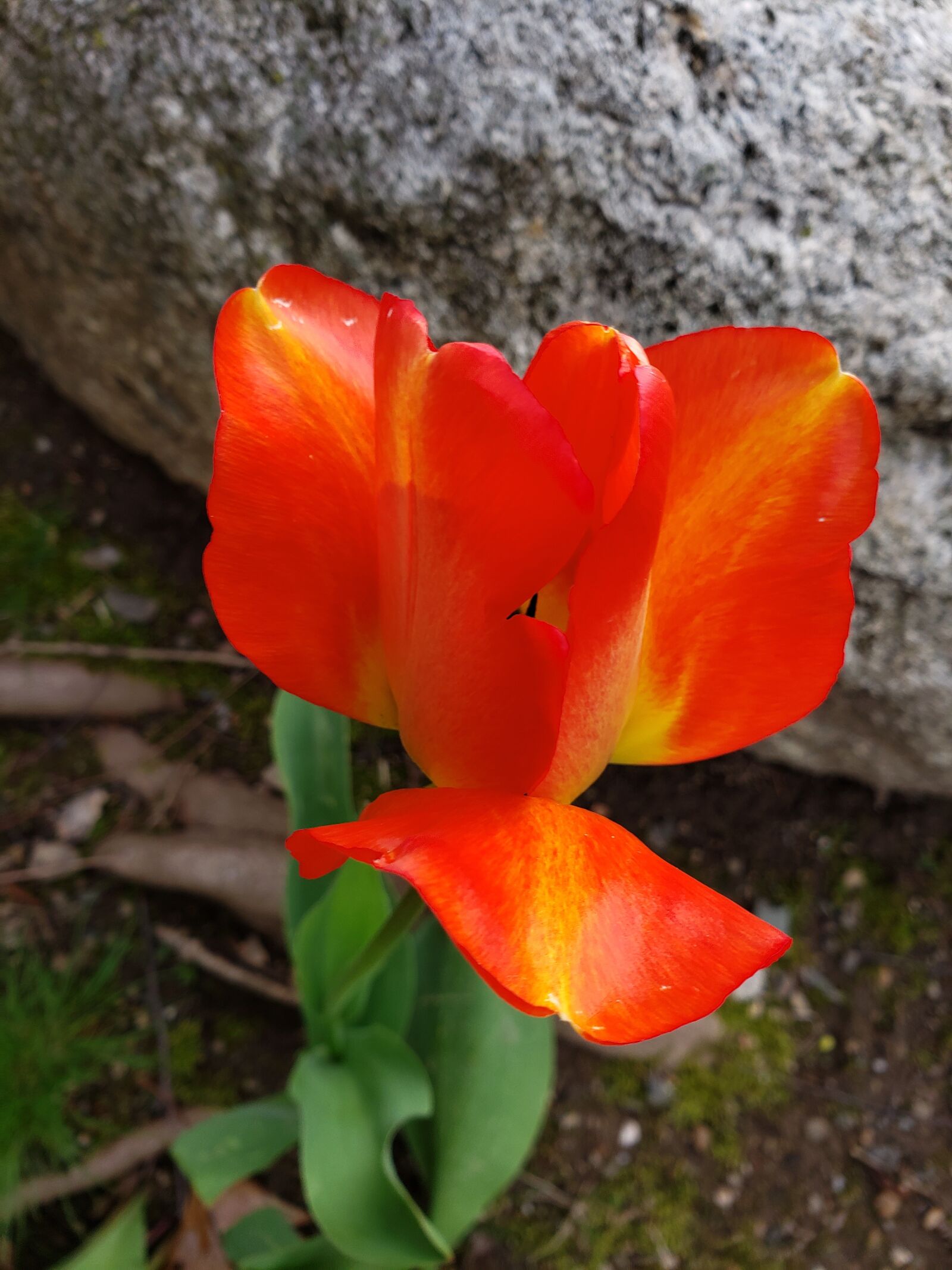 Samsung Galaxy Note9 sample photo. Tulip, flower, red photography