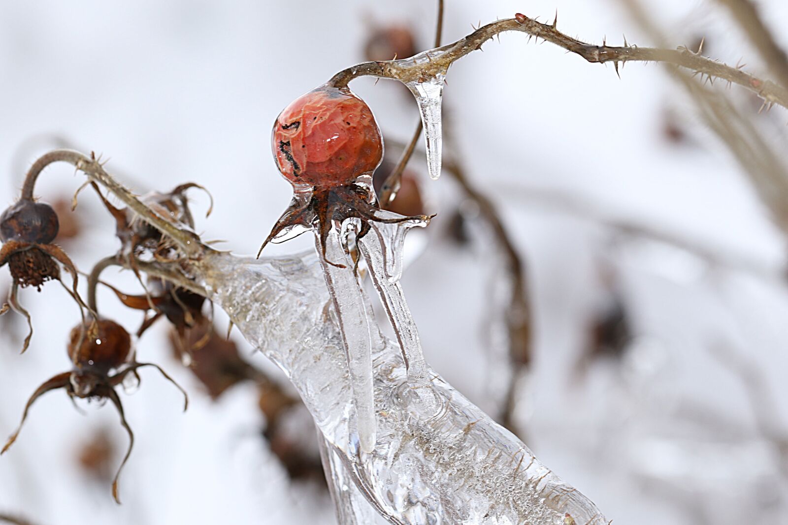 Canon EOS 7D Mark II sample photo. Rosehip, nature, closeup photography