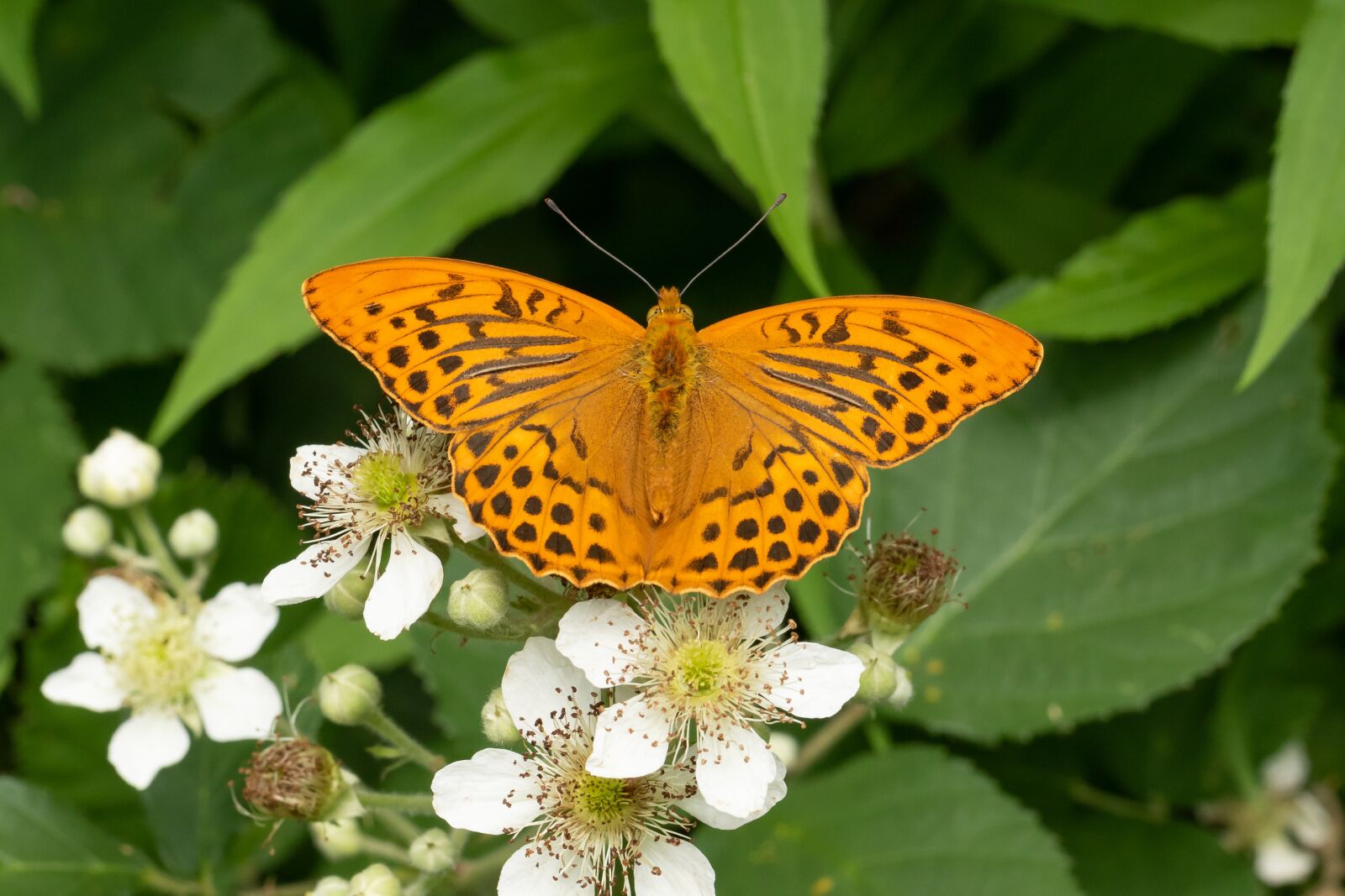 Canon EOS 7D Mark II sample photo. Butterfly, edelfalter, blossom photography