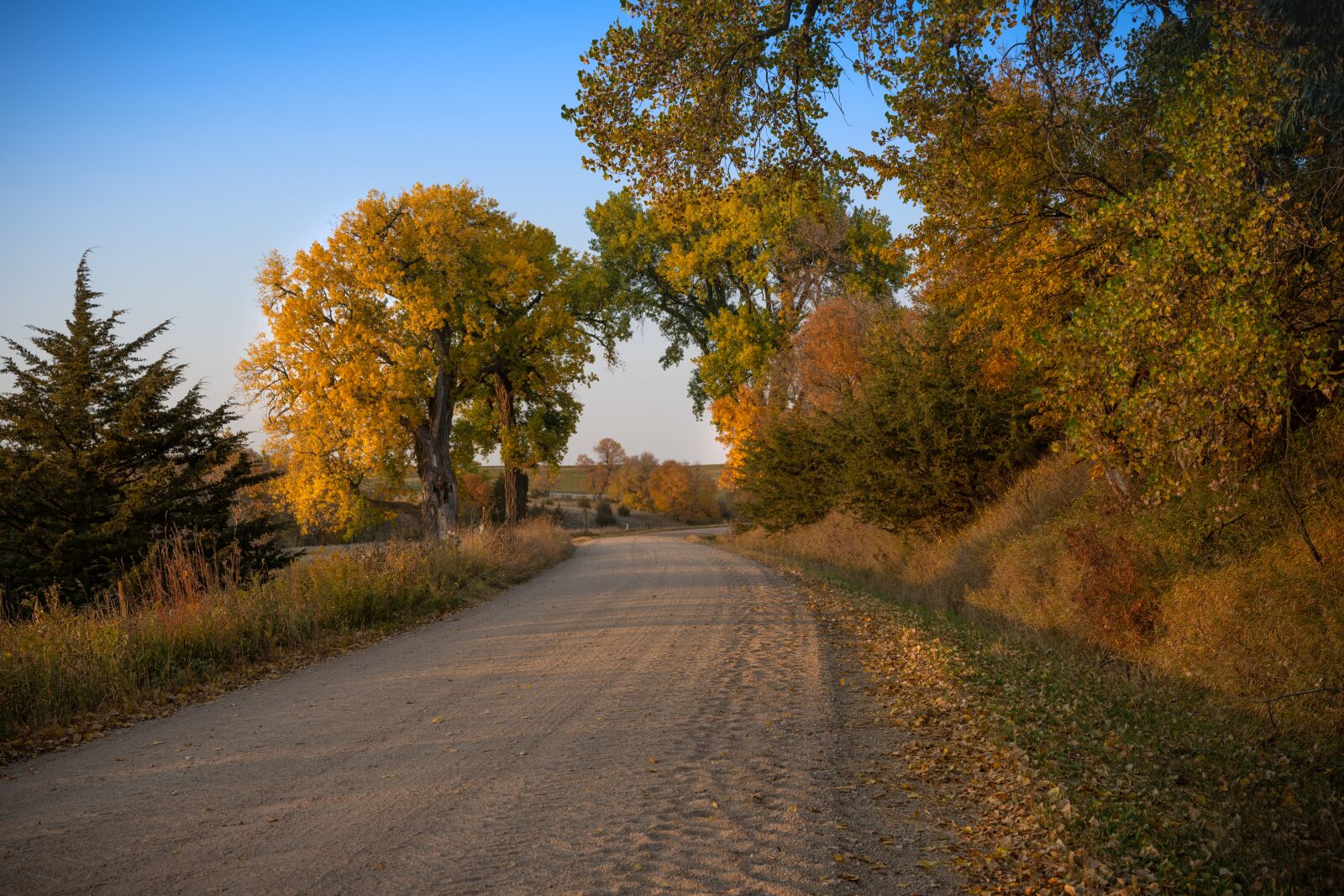 Nikon Z7 sample photo. Leaves, fall, country road photography