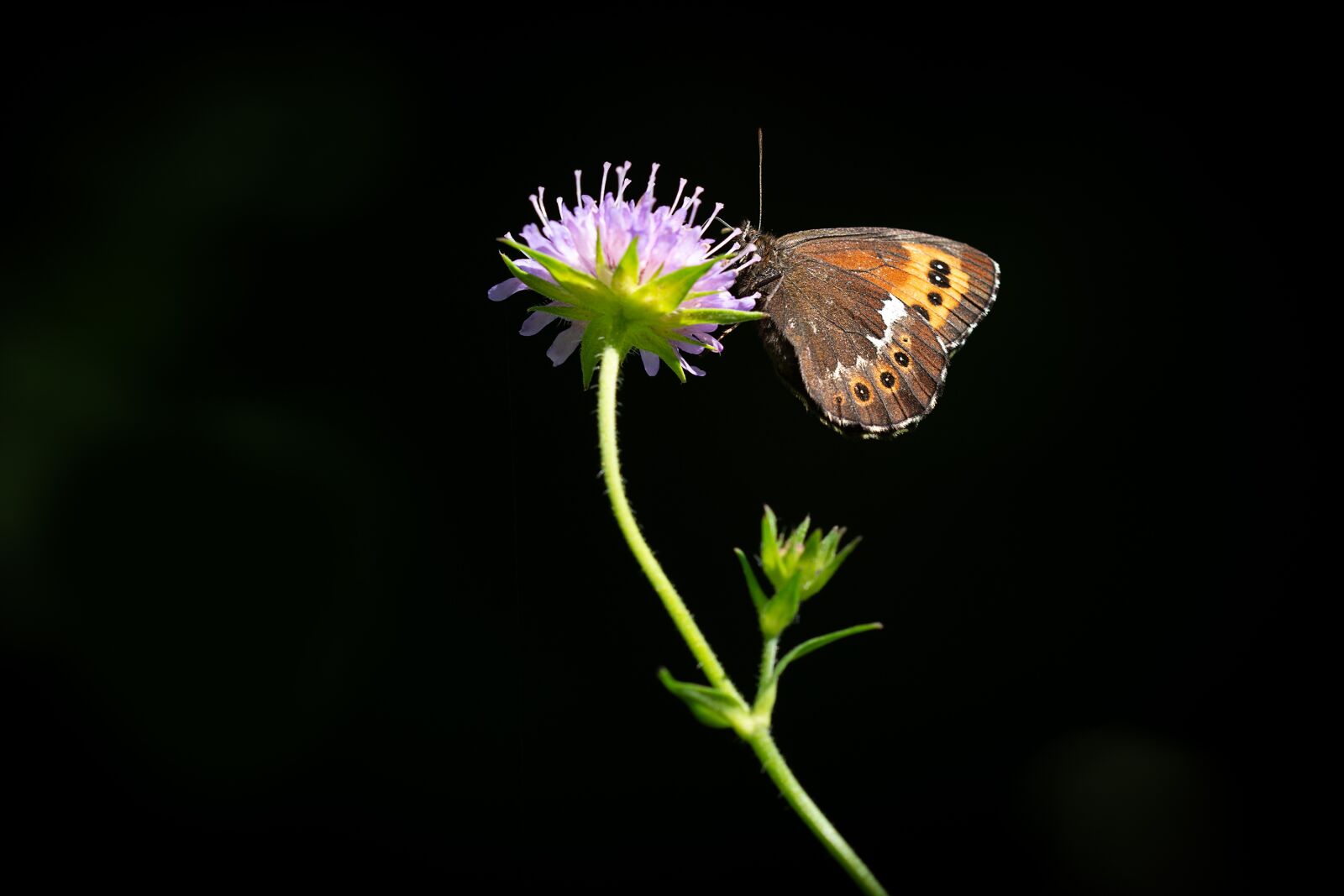 Nikon D7100 sample photo. Butterfly, flower, animal photography