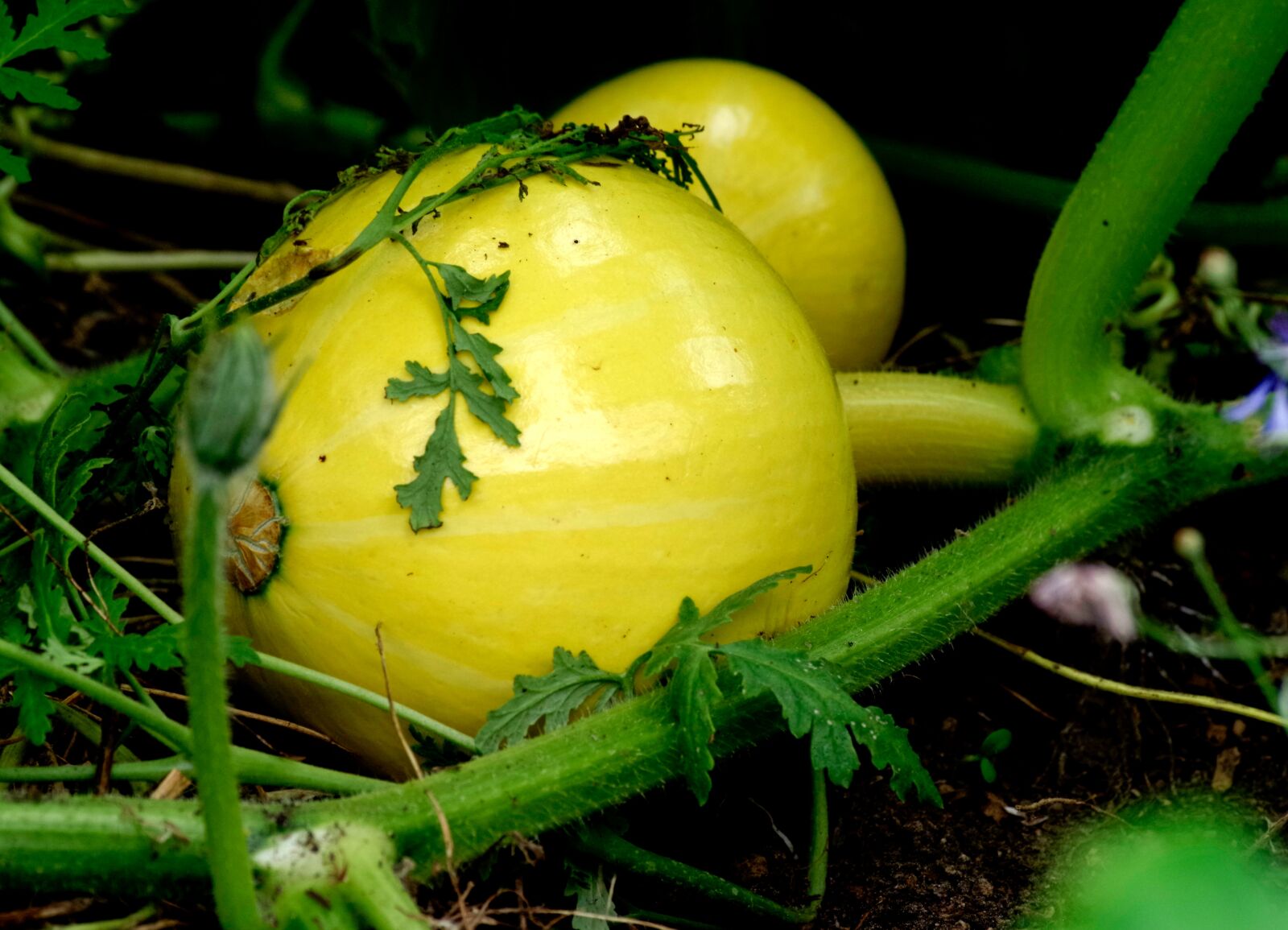 Pentax K-30 sample photo. Pumpkin, vegetables, fresh photography