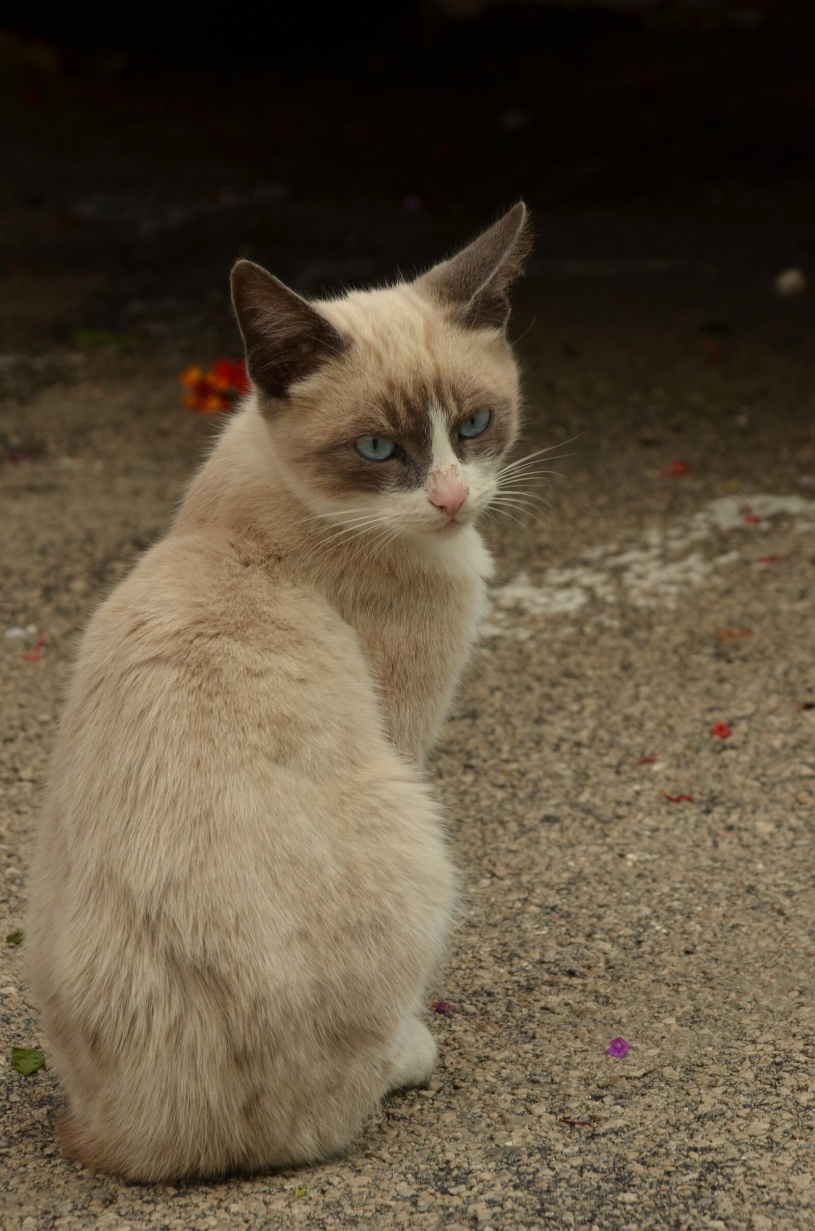 Nikon D7000 sample photo. Animal, pet, cat photography
