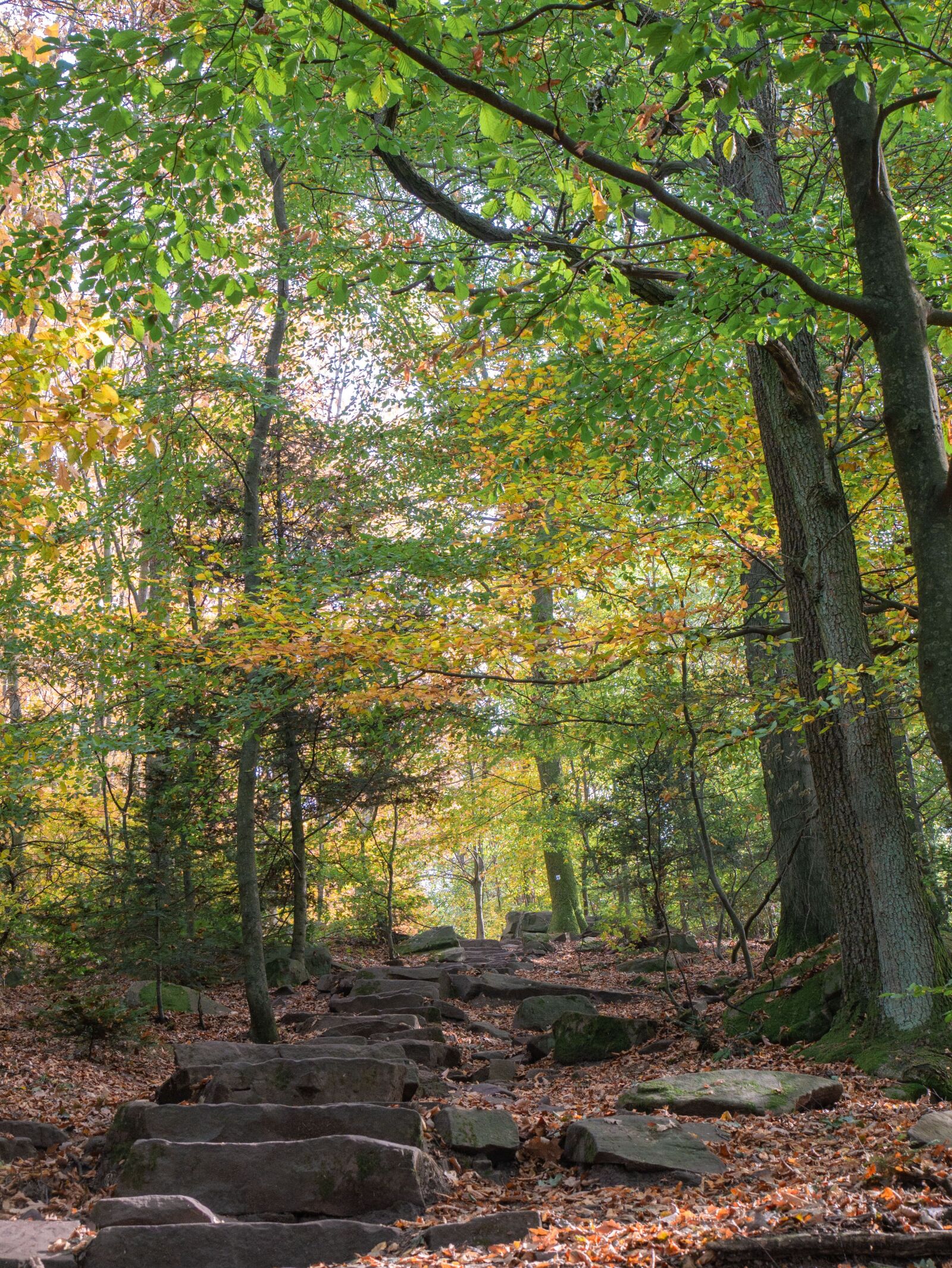 Panasonic DMC-G81 sample photo. Forest, trees, autumn photography