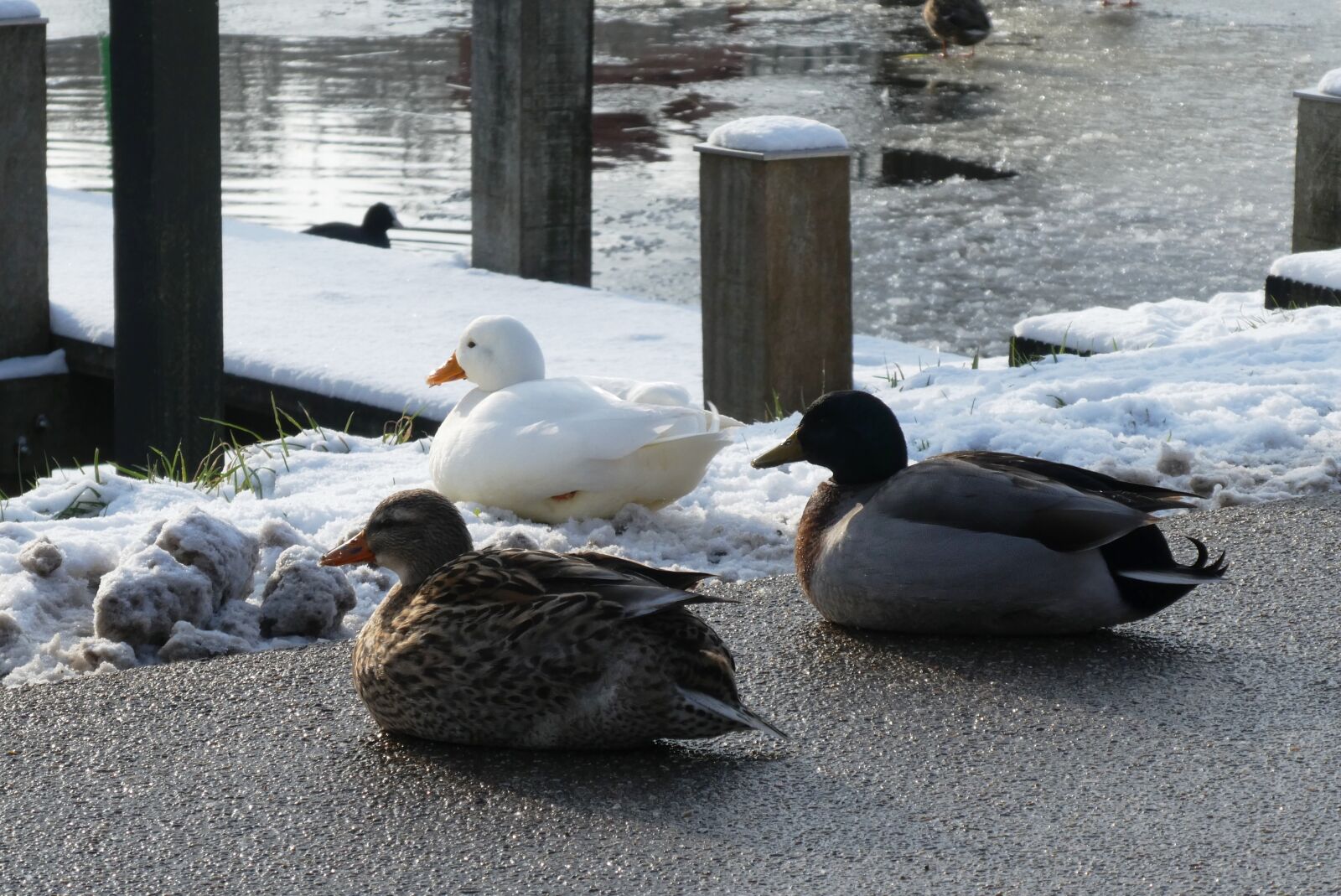 Panasonic Lumix DC-ZS70 (Lumix DC-TZ90) sample photo. Ducks, ditch, cold photography