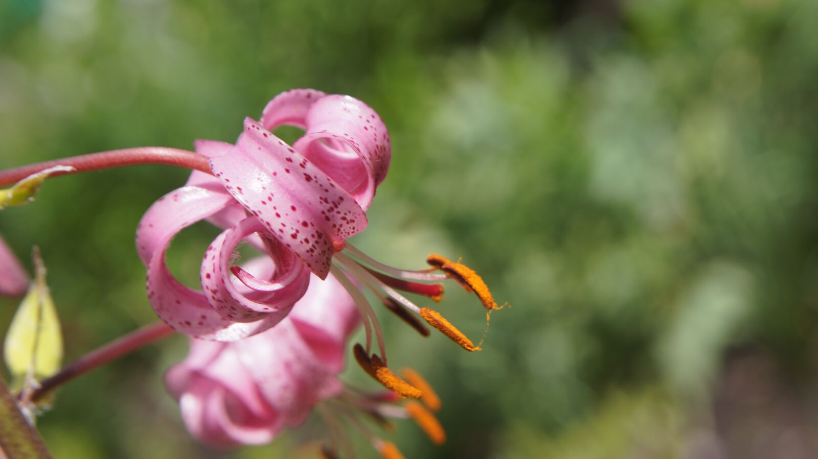 Sony SLT-A55 (SLT-A55V) sample photo. Lilium martagon, flower, pink photography