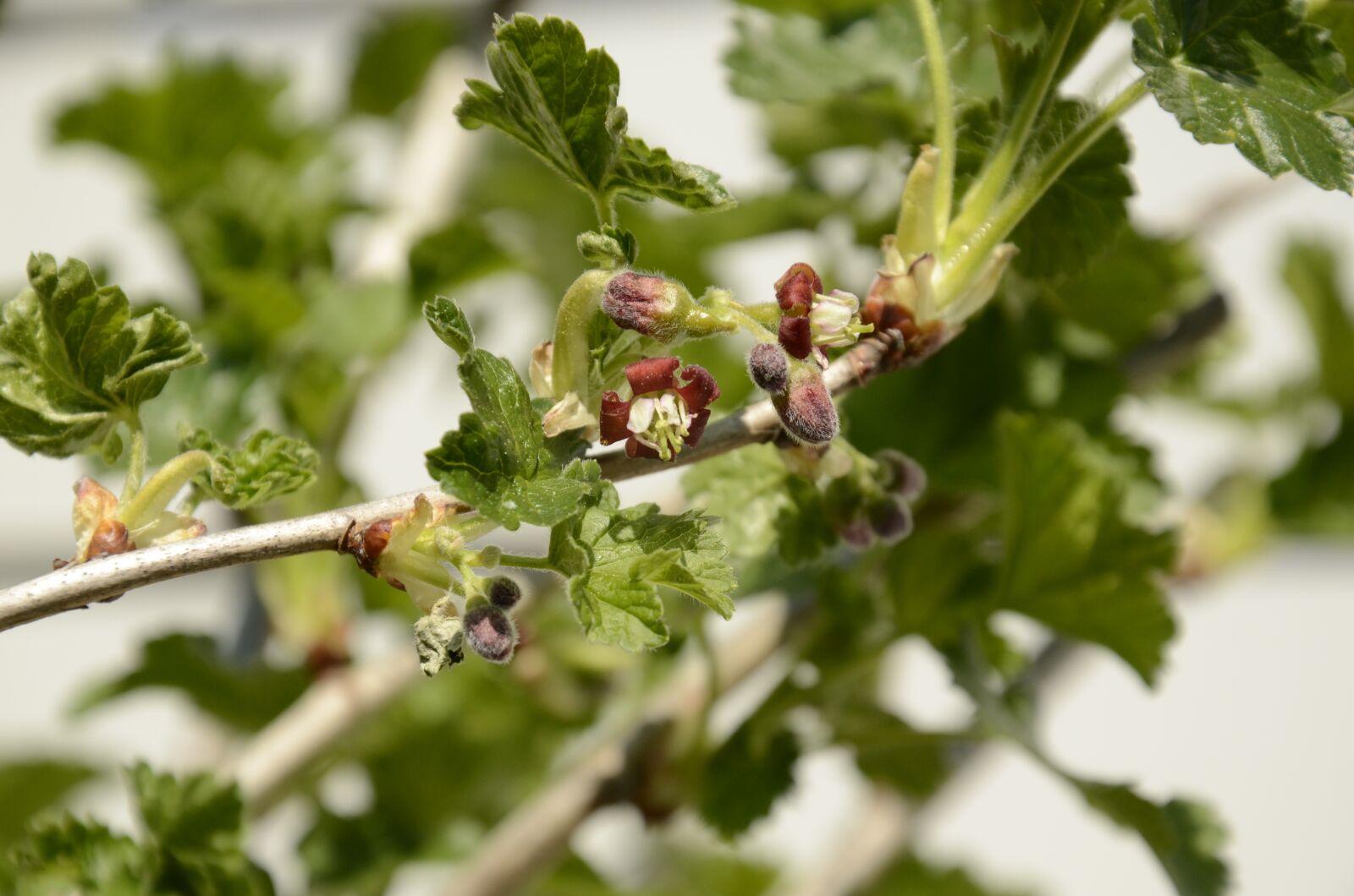 Nikon D7000 sample photo. Tayberry, sprout, spring photography