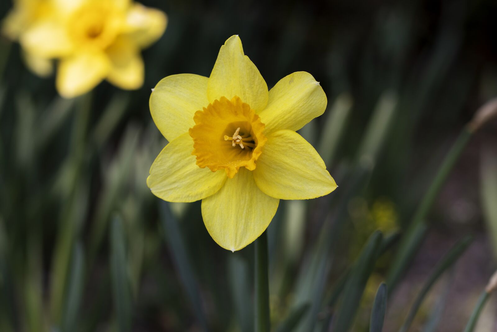 Canon EOS 800D (EOS Rebel T7i / EOS Kiss X9i) sample photo. Narcissus, spring, flowers photography