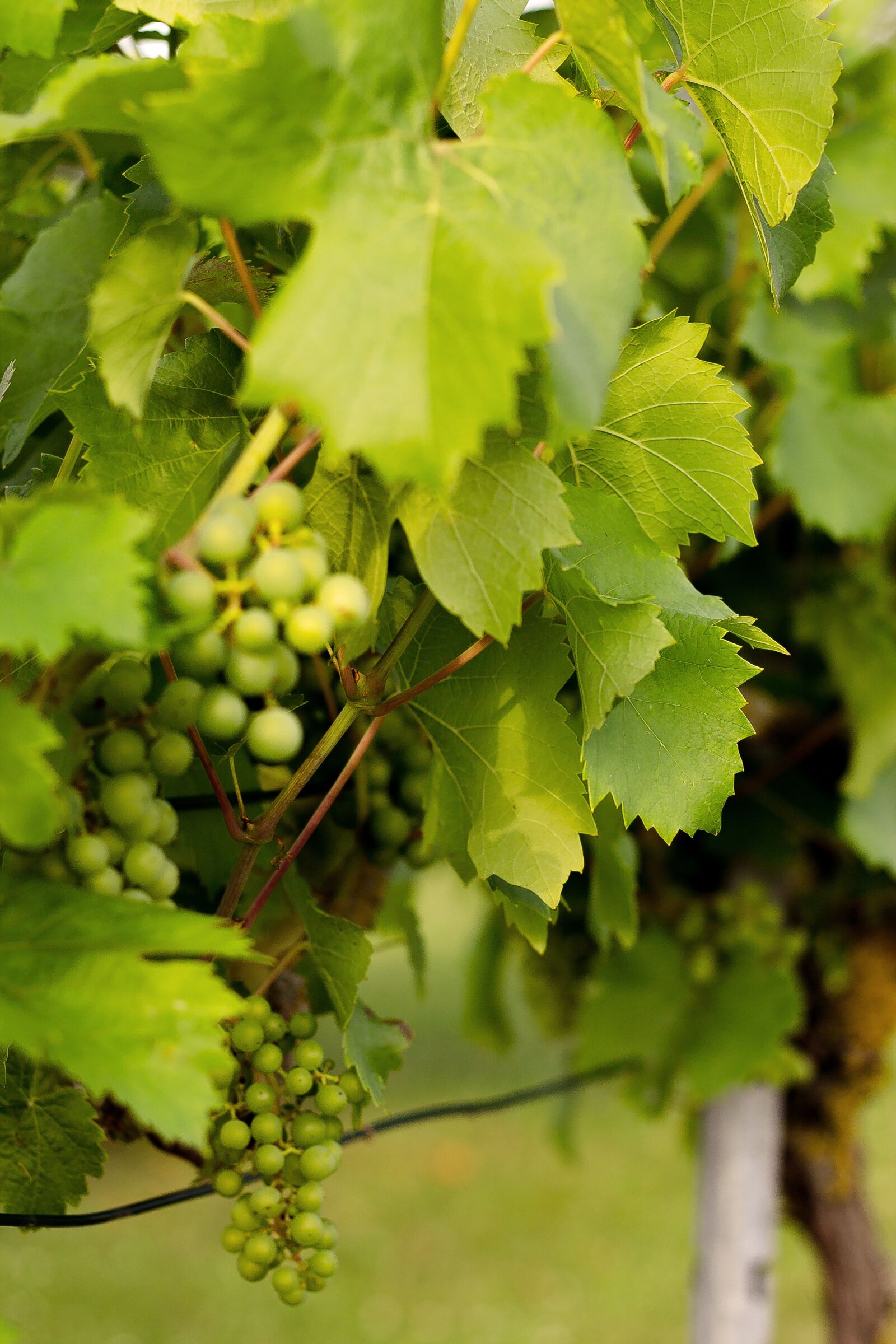 Canon EOS 1100D (EOS Rebel T3 / EOS Kiss X50) + Canon EF 50mm F1.8 STM sample photo. Grapevine, grapes, vine photography