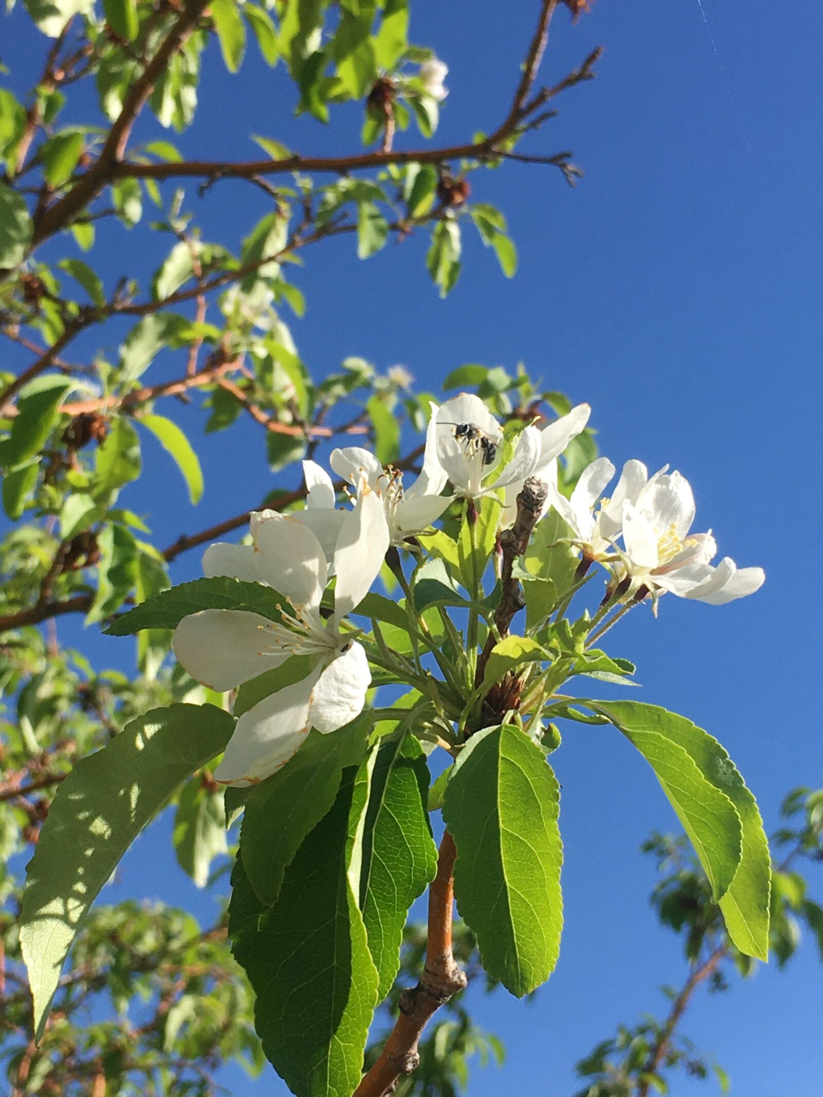 iPhone SE back camera 4.15mm f/2.2 sample photo. White, flower, nature photography