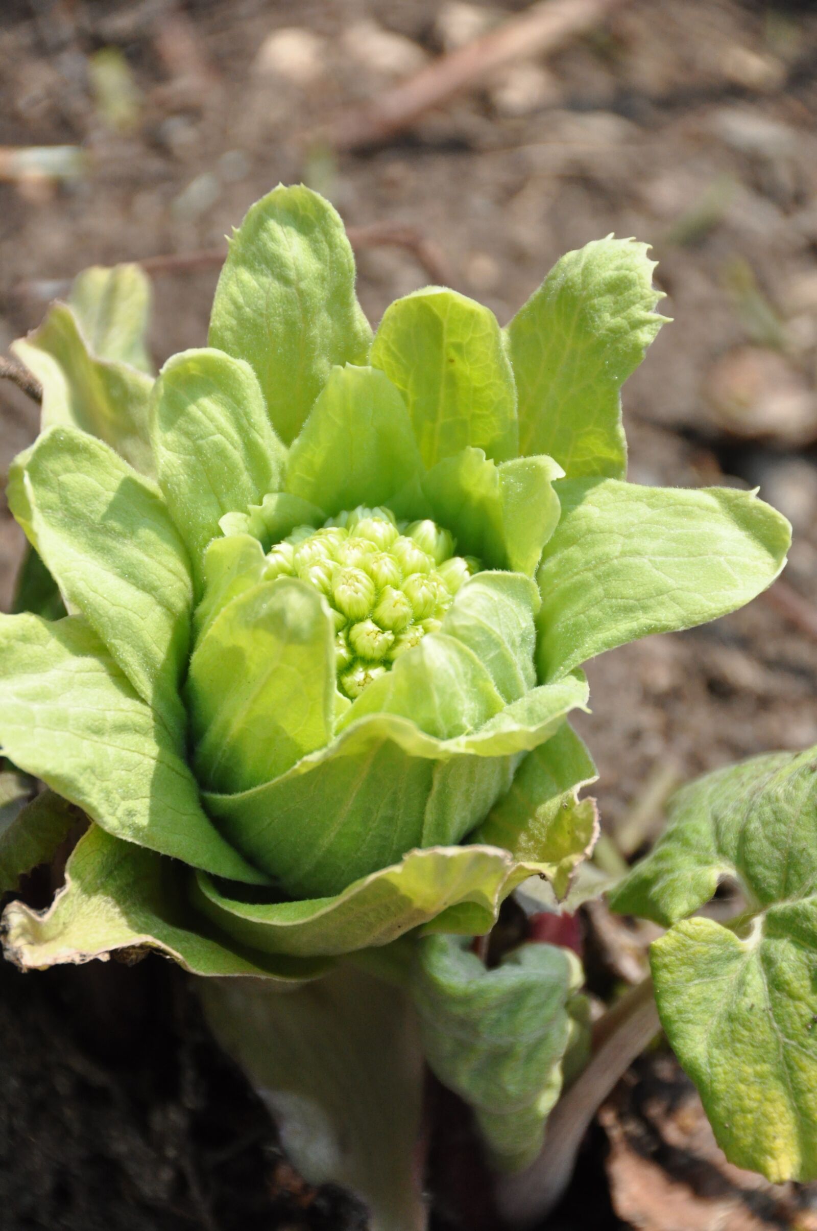 Nikon D90 sample photo. Fukinoto, spring, edible wild photography