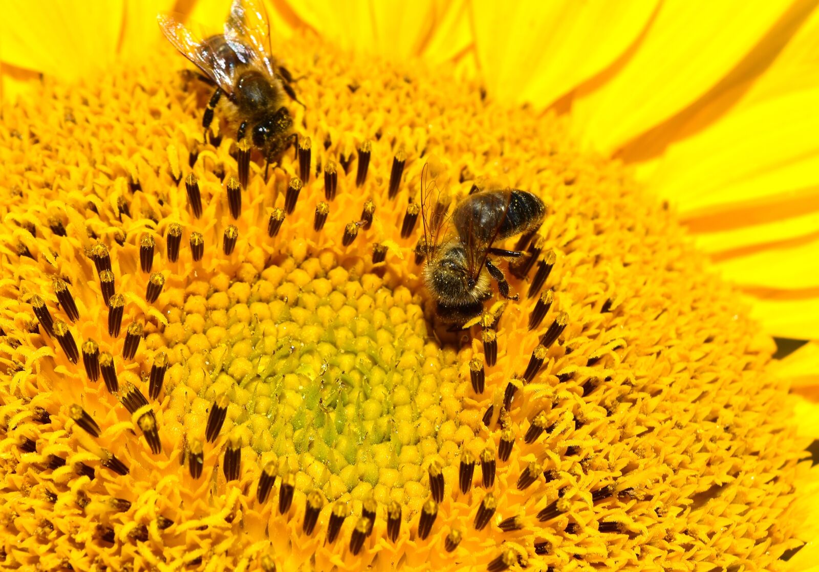 Nikon D7200 sample photo. Bees, sunflower, yellow photography