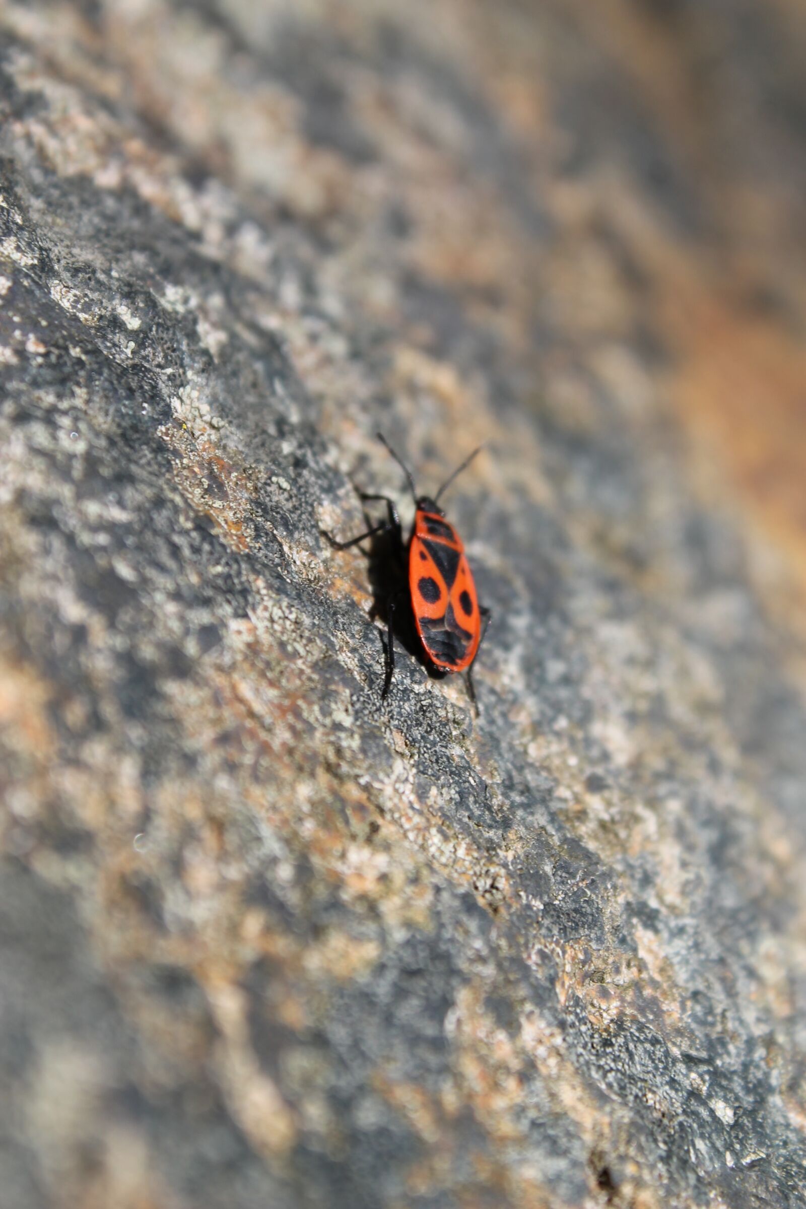 Canon EOS 1100D (EOS Rebel T3 / EOS Kiss X50) sample photo. Nature, bug, stone photography