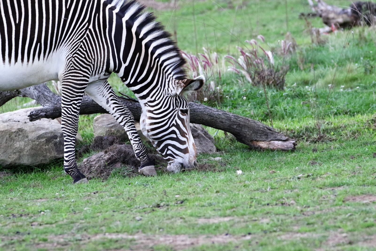 Canon EOS 7D Mark II sample photo. Zebra, stripes, striped photography
