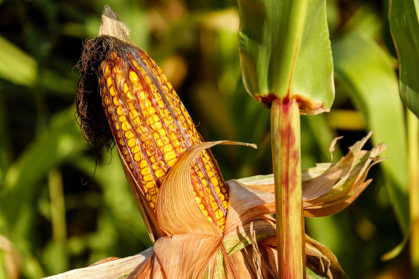 Fujifilm X-T10 + Fujifilm XC 50-230mm F4.5-6.7 OIS sample photo. Corn on the cob photography