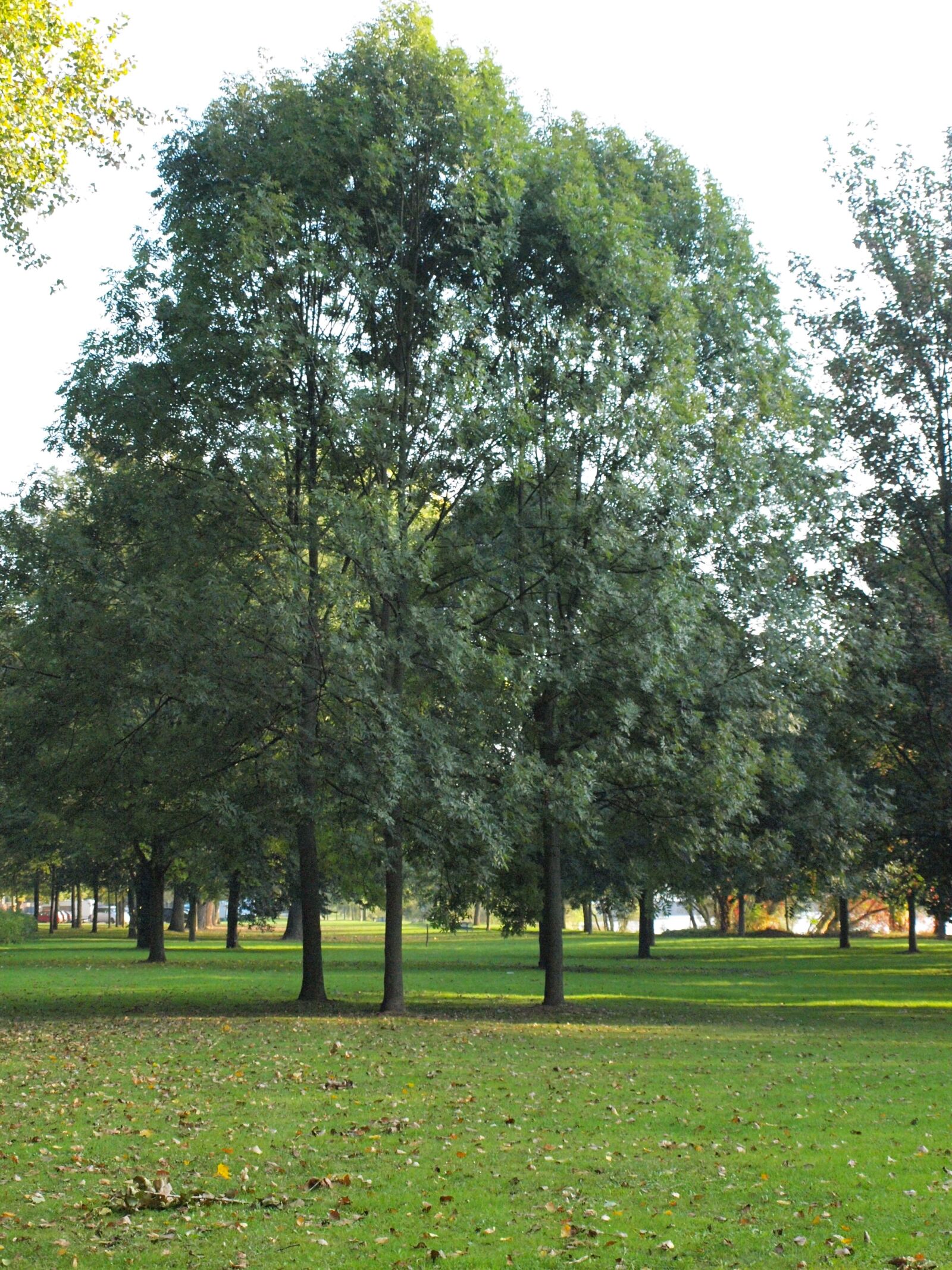 Olympus E-450 (EVOLT E-450) sample photo. Trees, park, main banks photography