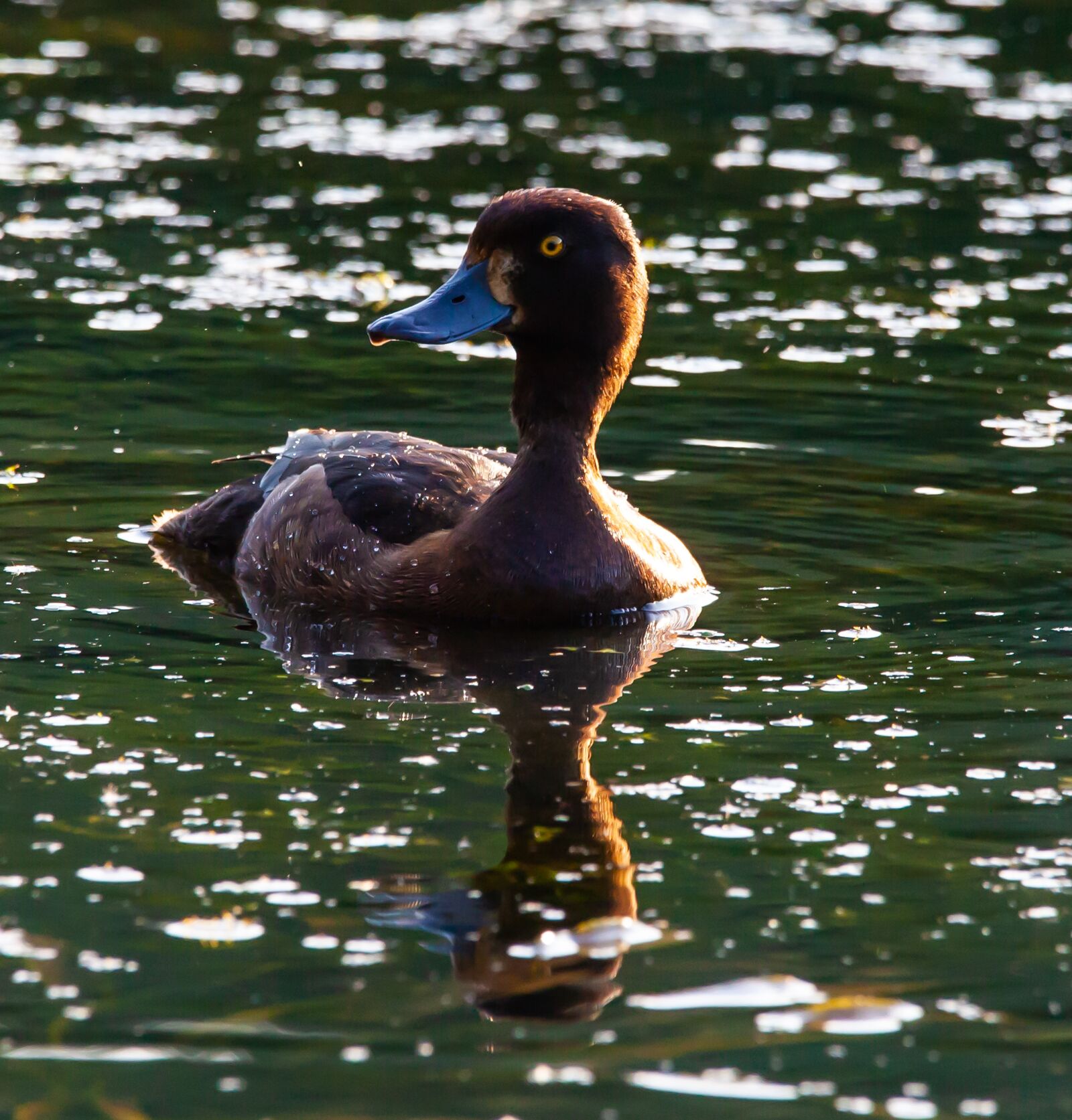 150-600mm F5-6.3 DG OS HSM | Contemporary 015 sample photo. Greater scaup, scaup, golden photography