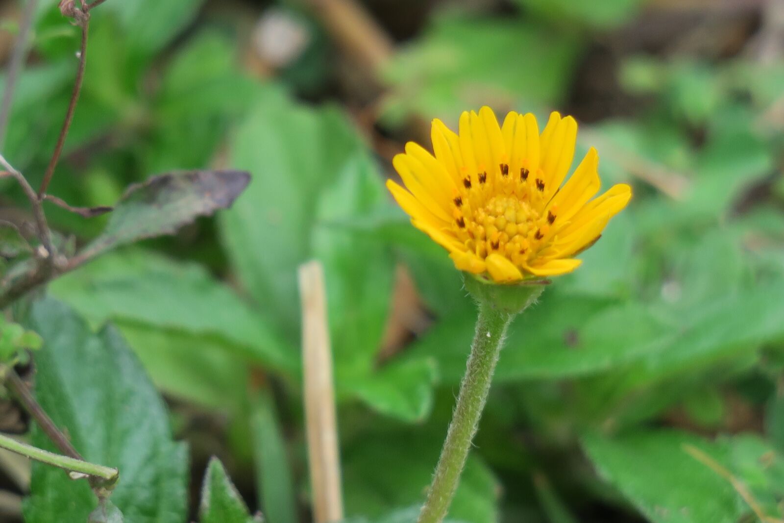 Canon PowerShot G3 X sample photo. Wedelia, nature, flower photography