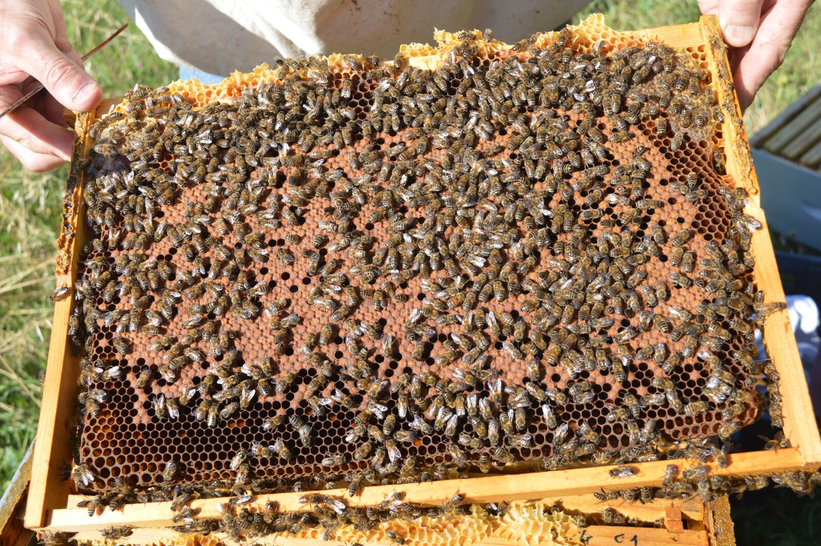 Nikon D3200 sample photo. Brood, closed, framework brood photography