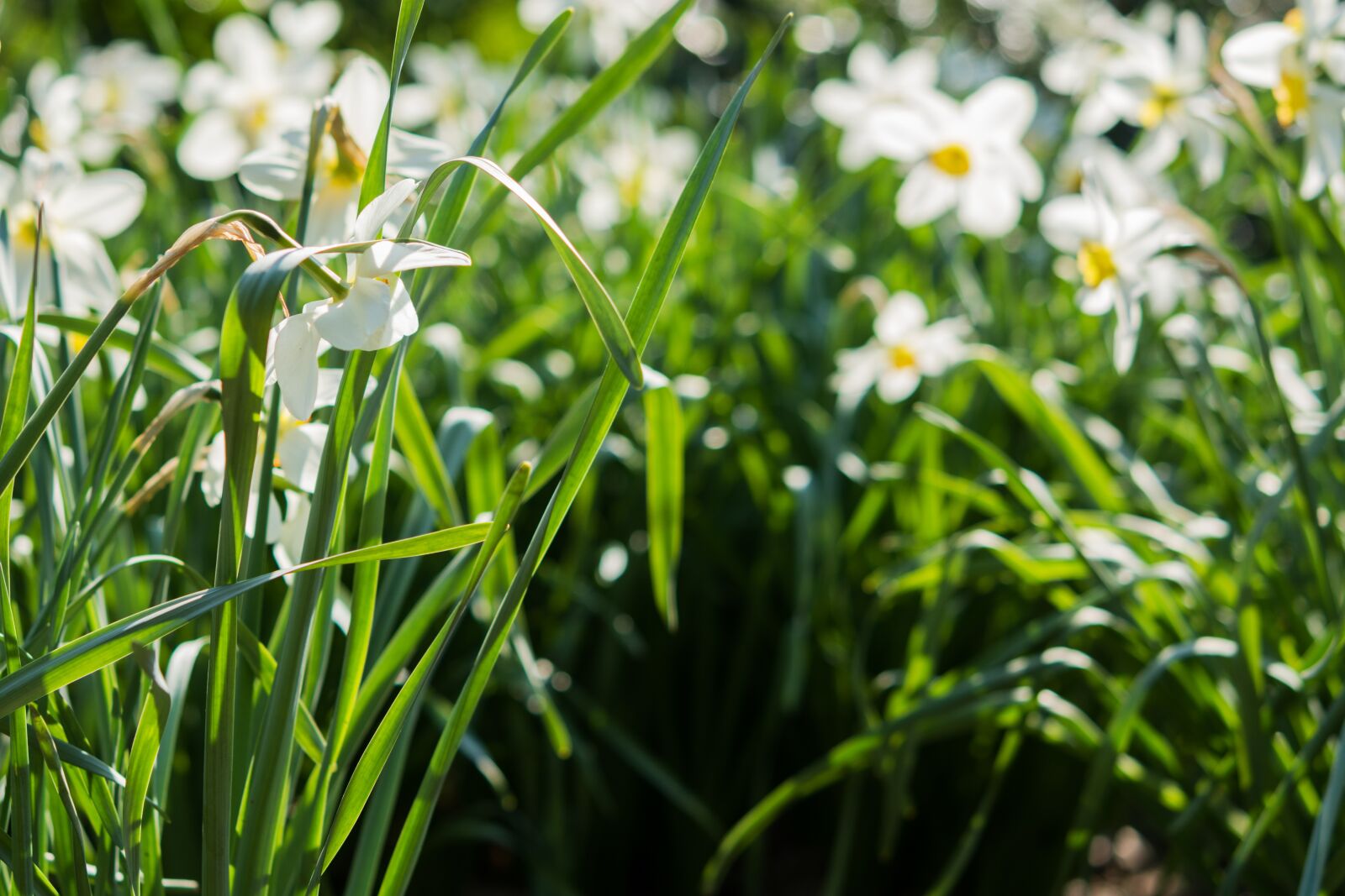 Nikon D7200 sample photo. Daffodils, flower, white photography