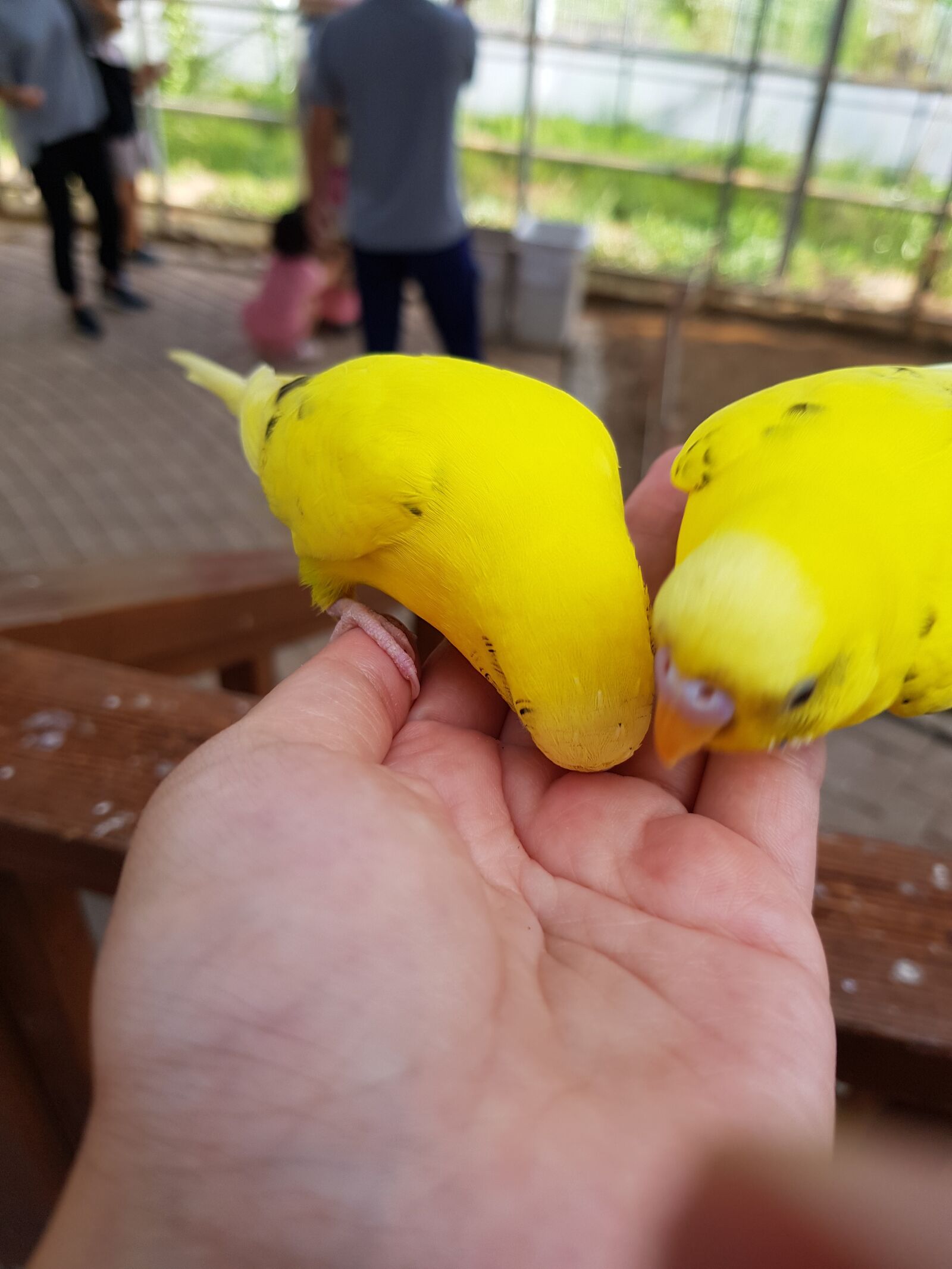 Samsung Galaxy S8 sample photo. All, bird, bird feeders photography
