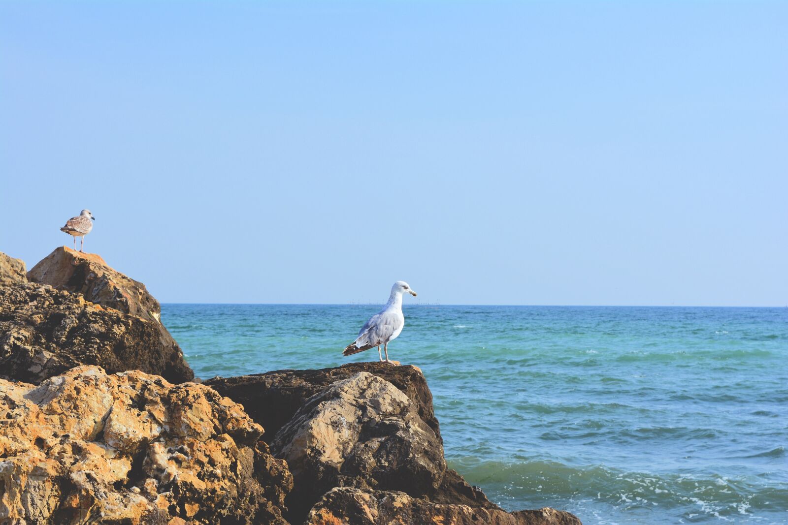 Nikon D5200 sample photo. Gull, cliff, stone photography