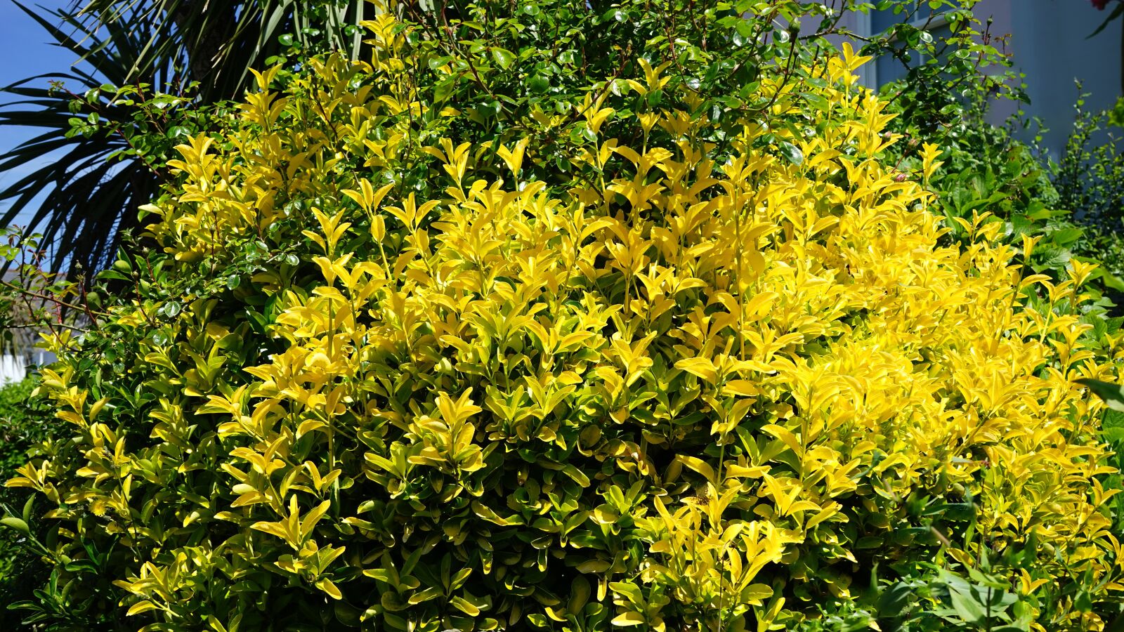 Sony MODEL-NAME + Sony FE 28-70mm F3.5-5.6 OSS sample photo. Yellow, bush, plant photography