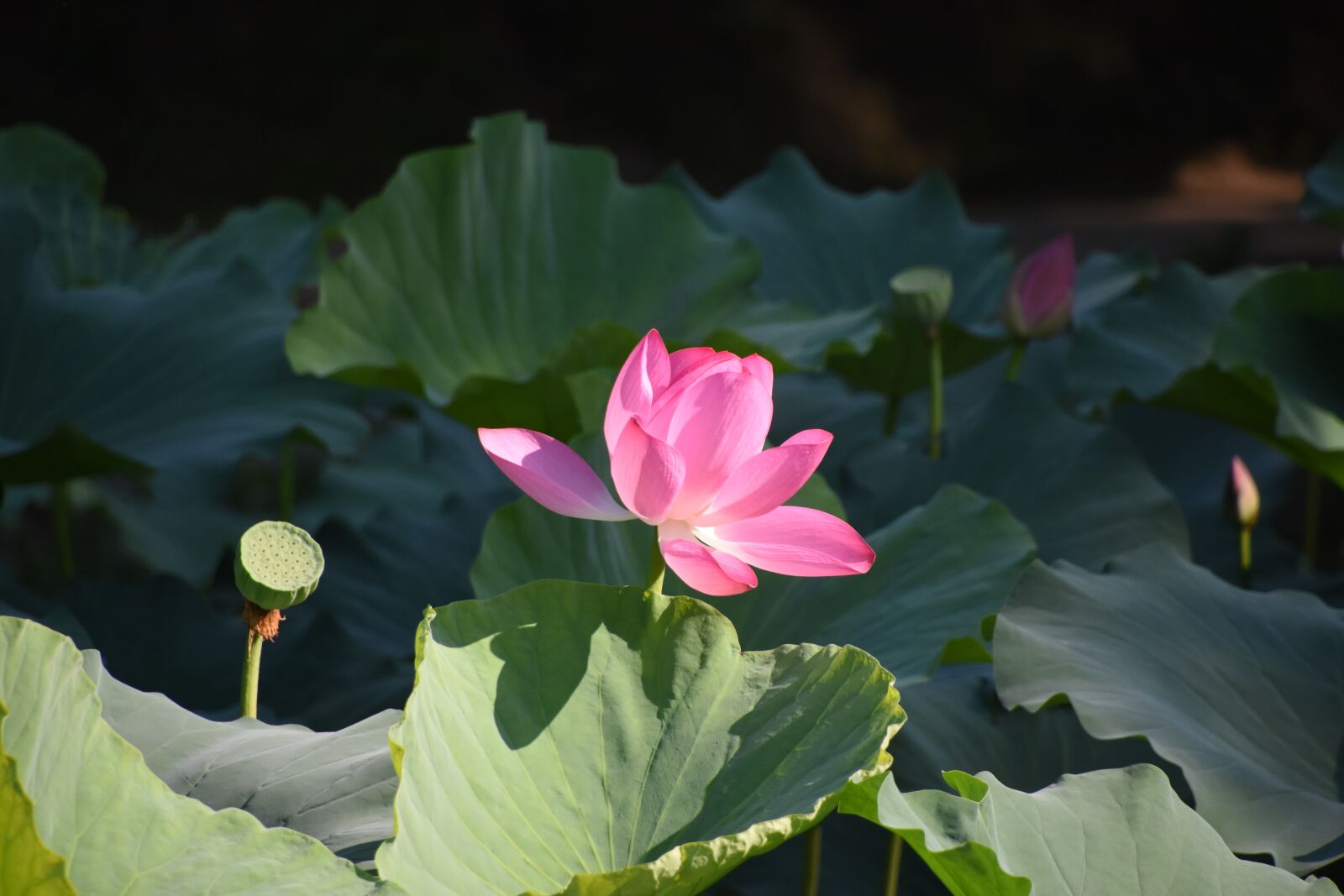 Nikon D7200 sample photo. Lotus, close-up, the old photography