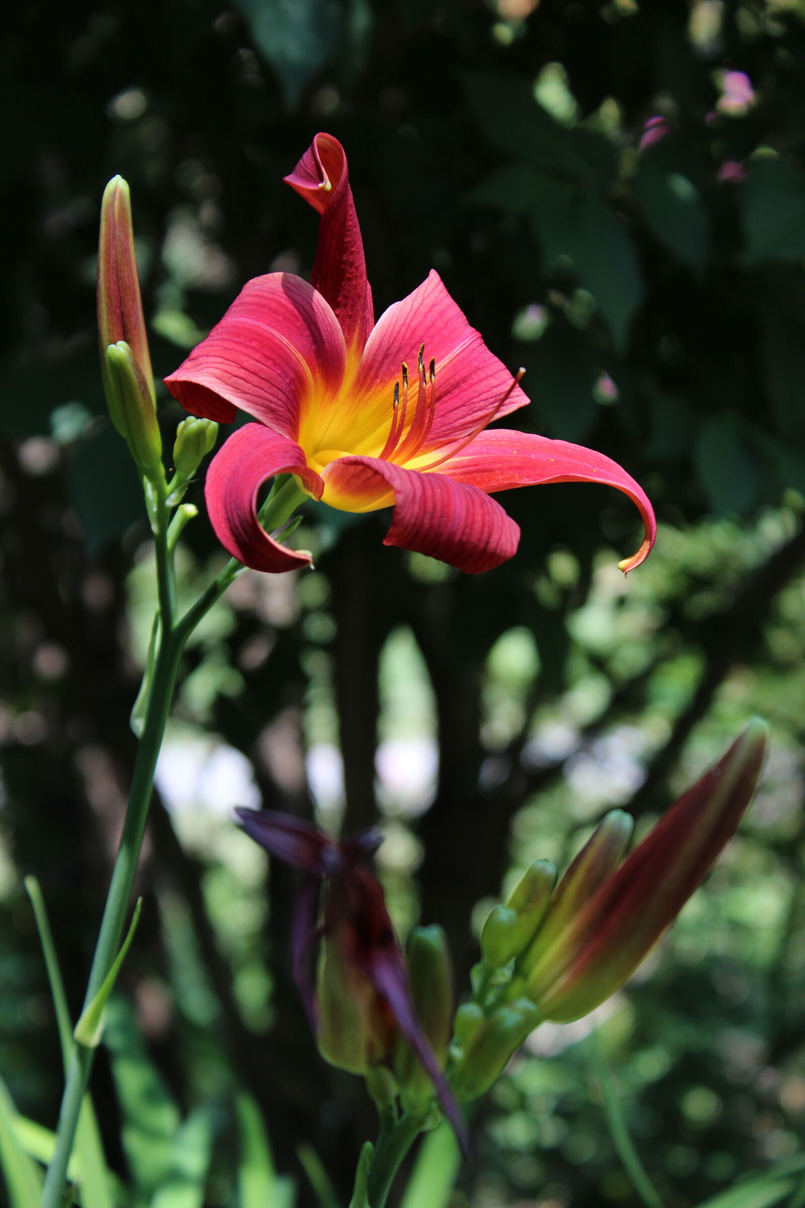 Canon EOS 600D (Rebel EOS T3i / EOS Kiss X5) + Canon EF-S 18-55mm F3.5-5.6 IS II sample photo. Daylily photography