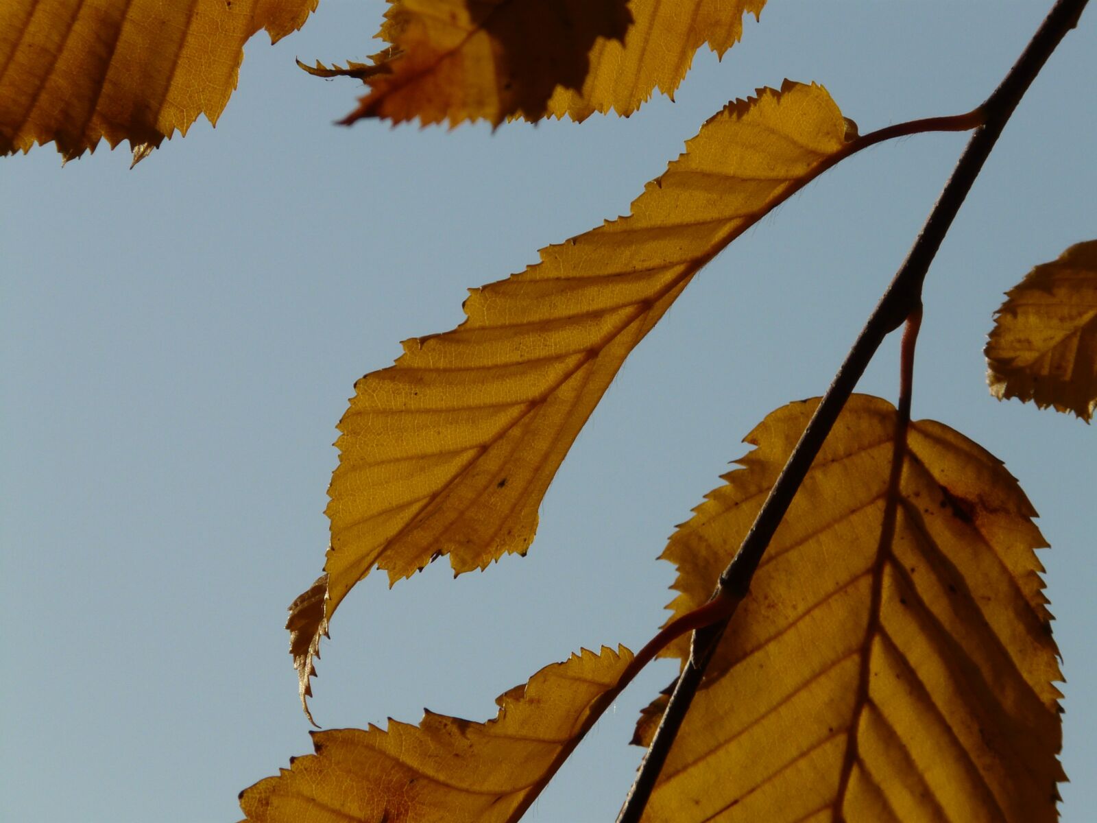 Panasonic DMC-FZ18 sample photo. Leaf, leaves, autumn photography