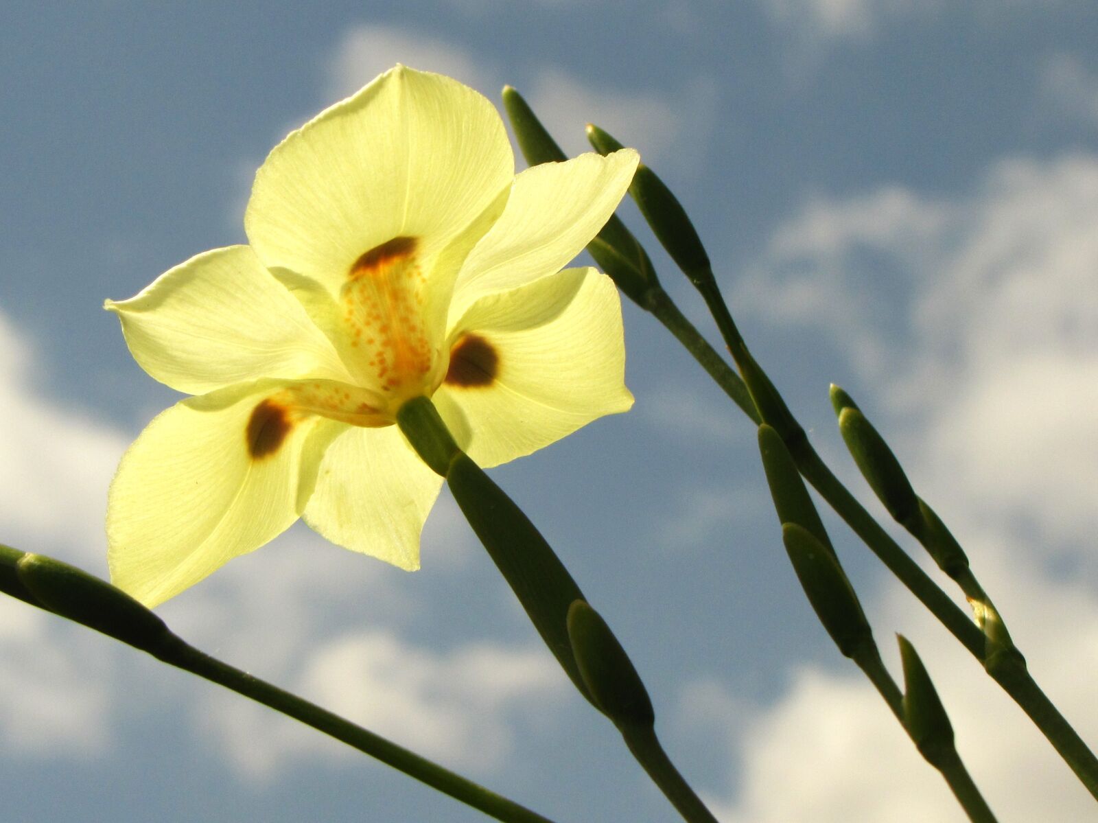 Canon PowerShot SX20 IS sample photo. Yellow flower, iris, lily photography
