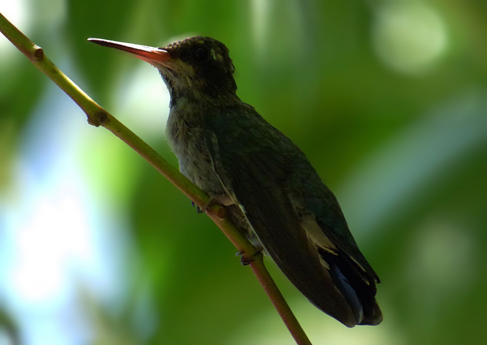 Panasonic Lumix DMC-FZ70 sample photo. Hummingbird, bird, green photography