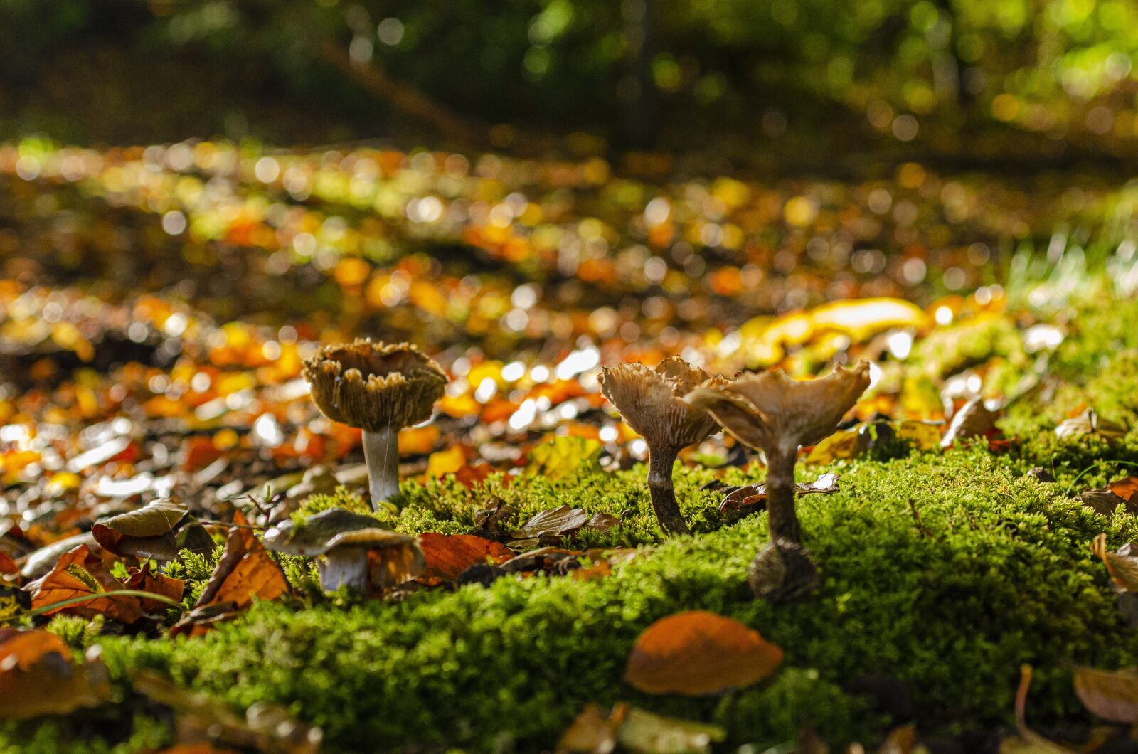 Nikon D7000 sample photo. Fungus, fall, leaf photography