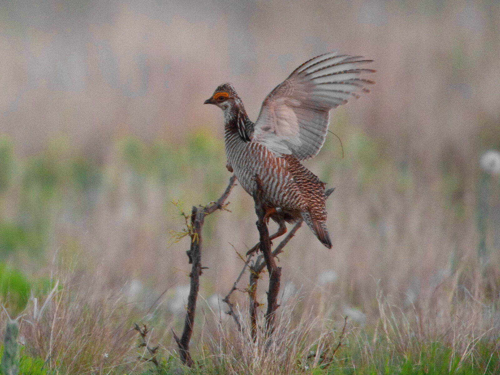 Canon EOS 5D Mark II sample photo. Lesser prairie chicken, bird photography