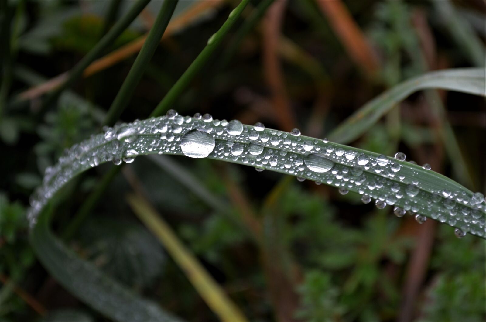 Nikon D5100 sample photo. Drop of water, leaf photography