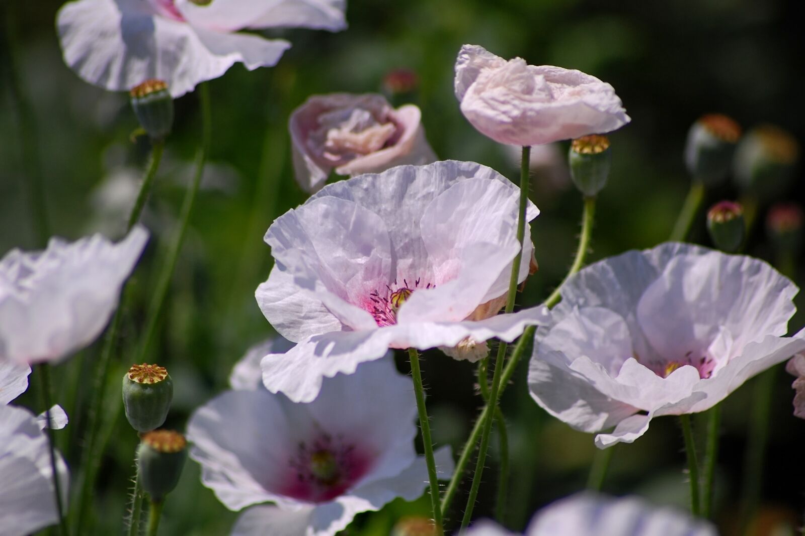 Nikon D40 sample photo. Japan, natural, plant photography