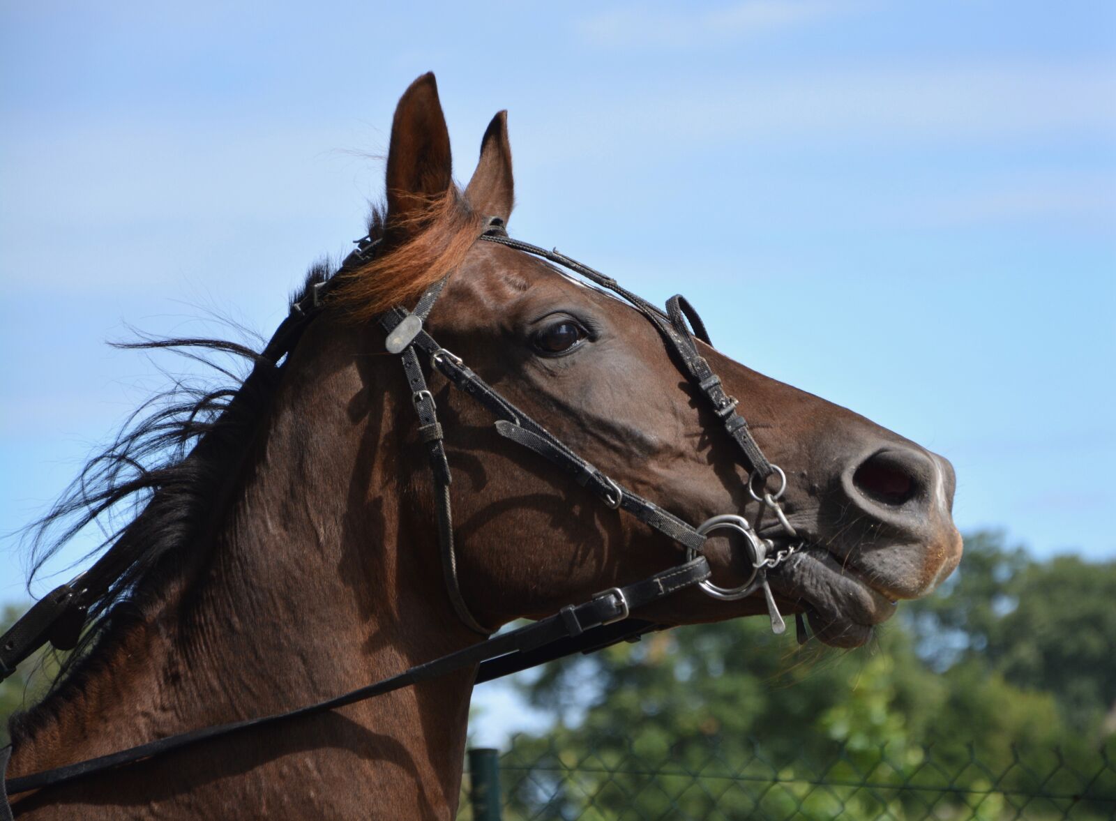 Nikon D5200 sample photo. Horse, reins, net photography