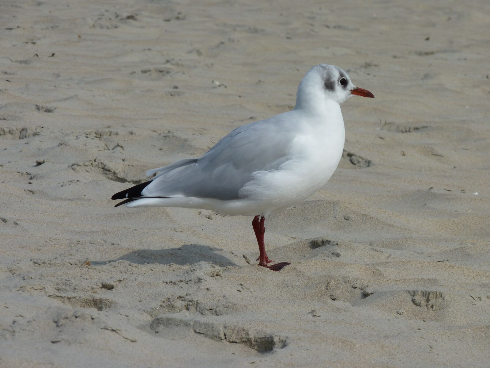 Panasonic Lumix DMC-FZ35 (Lumix DMC-FZ38) sample photo. Seagull, beach, sand photography