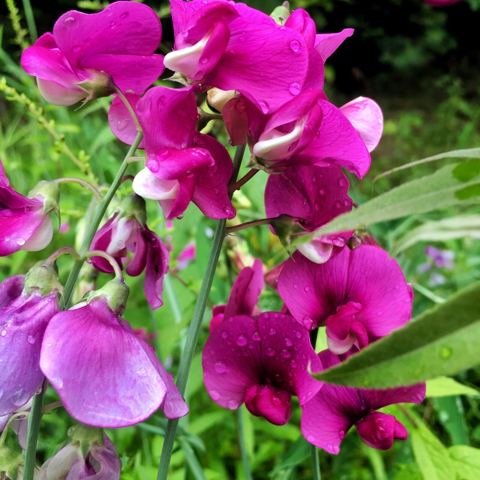 Apple iPhone 6s sample photo. Summer, sweet peas, purple photography