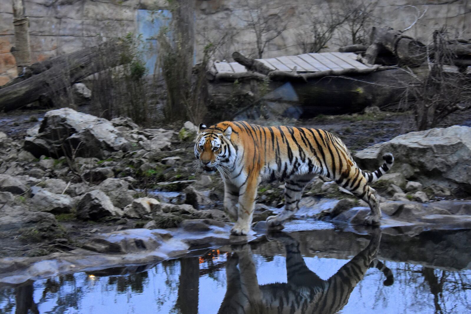 Nikon D3500 sample photo. An indian tiger, cat photography