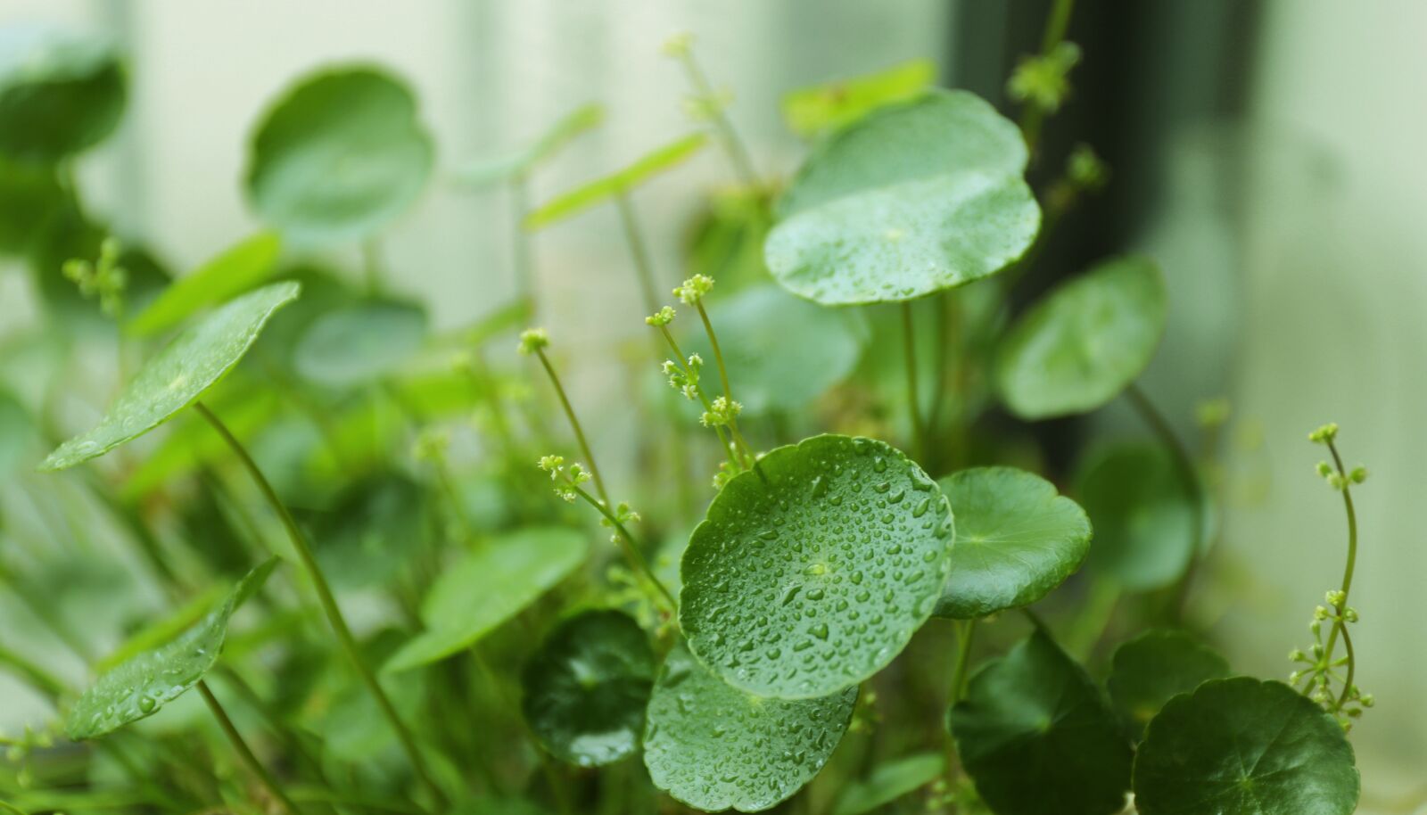 Canon EF 24-70mm F4L IS USM sample photo. Hydrocotyle vulgaris, coin grass photography