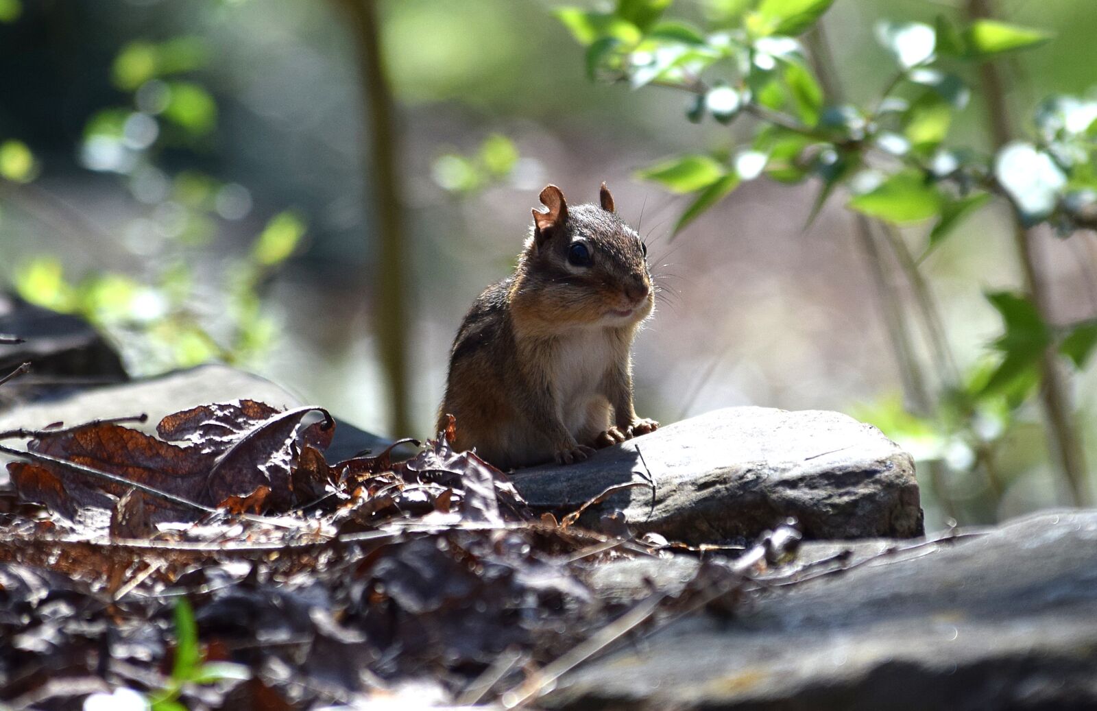 Nikon D3300 sample photo. Backlit chipmunk, eastern chipmunk photography