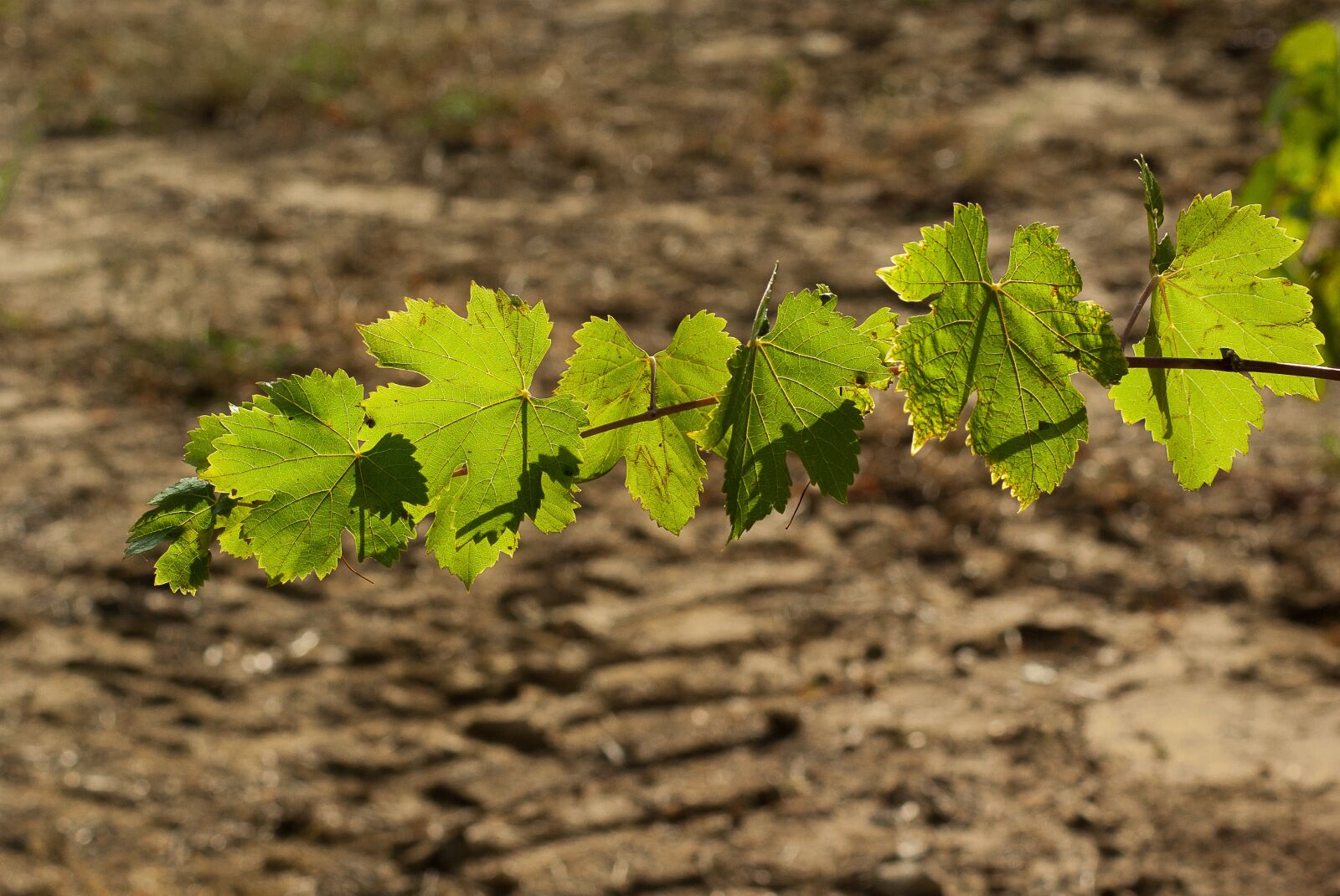 Tamron AF 70-300mm F4-5.6 Di LD Macro sample photo. Leaf, vine, vineyard photography