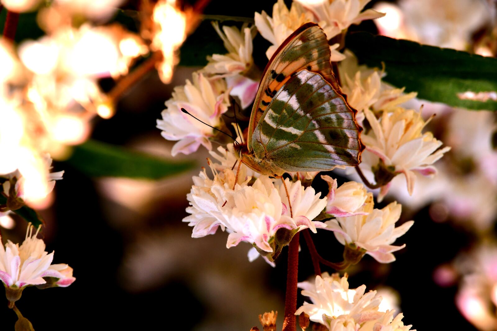 Nikon D7500 sample photo. Butterfly, insect, ali photography