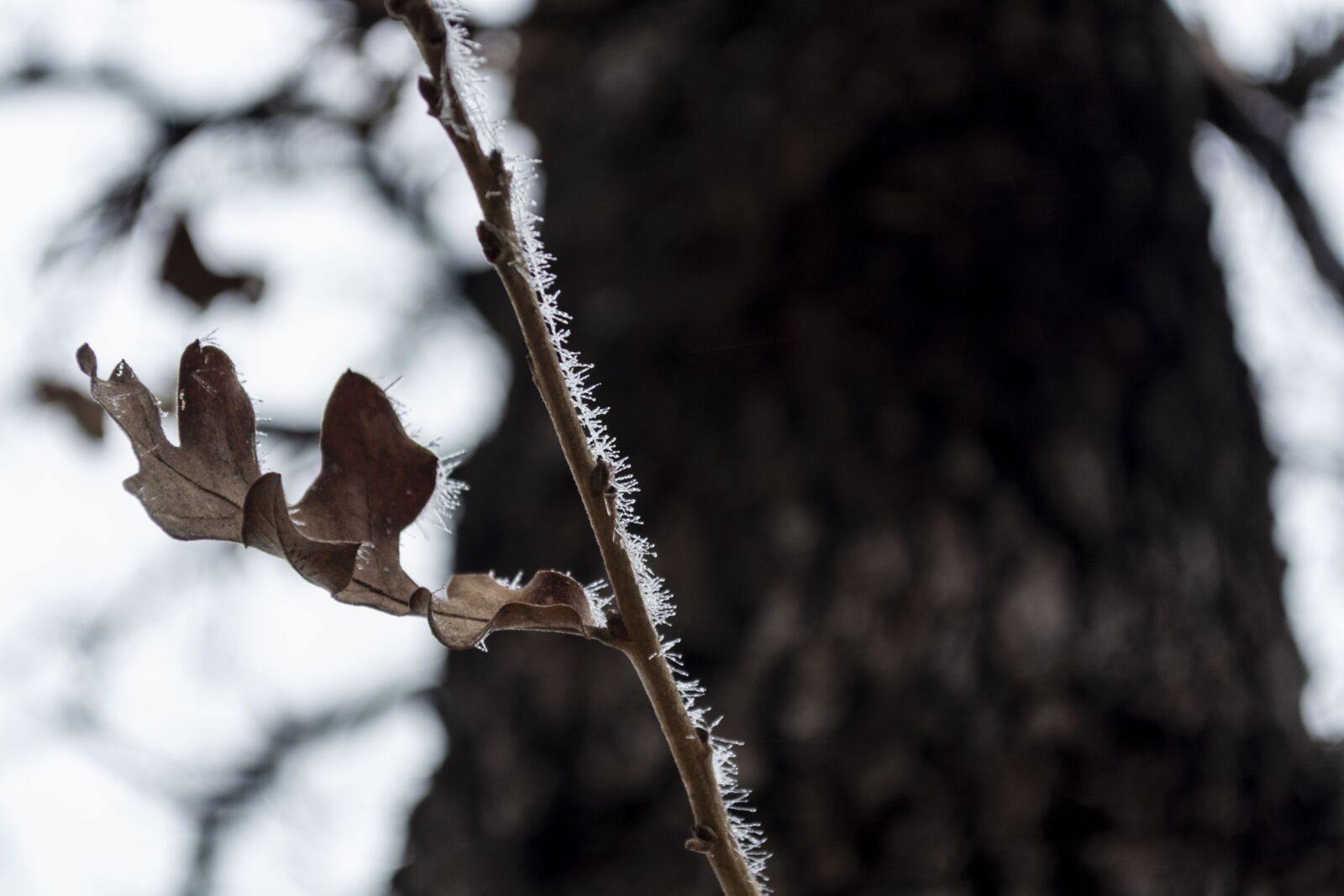 Nikon D5200 sample photo. Freeze, winter, snow photography