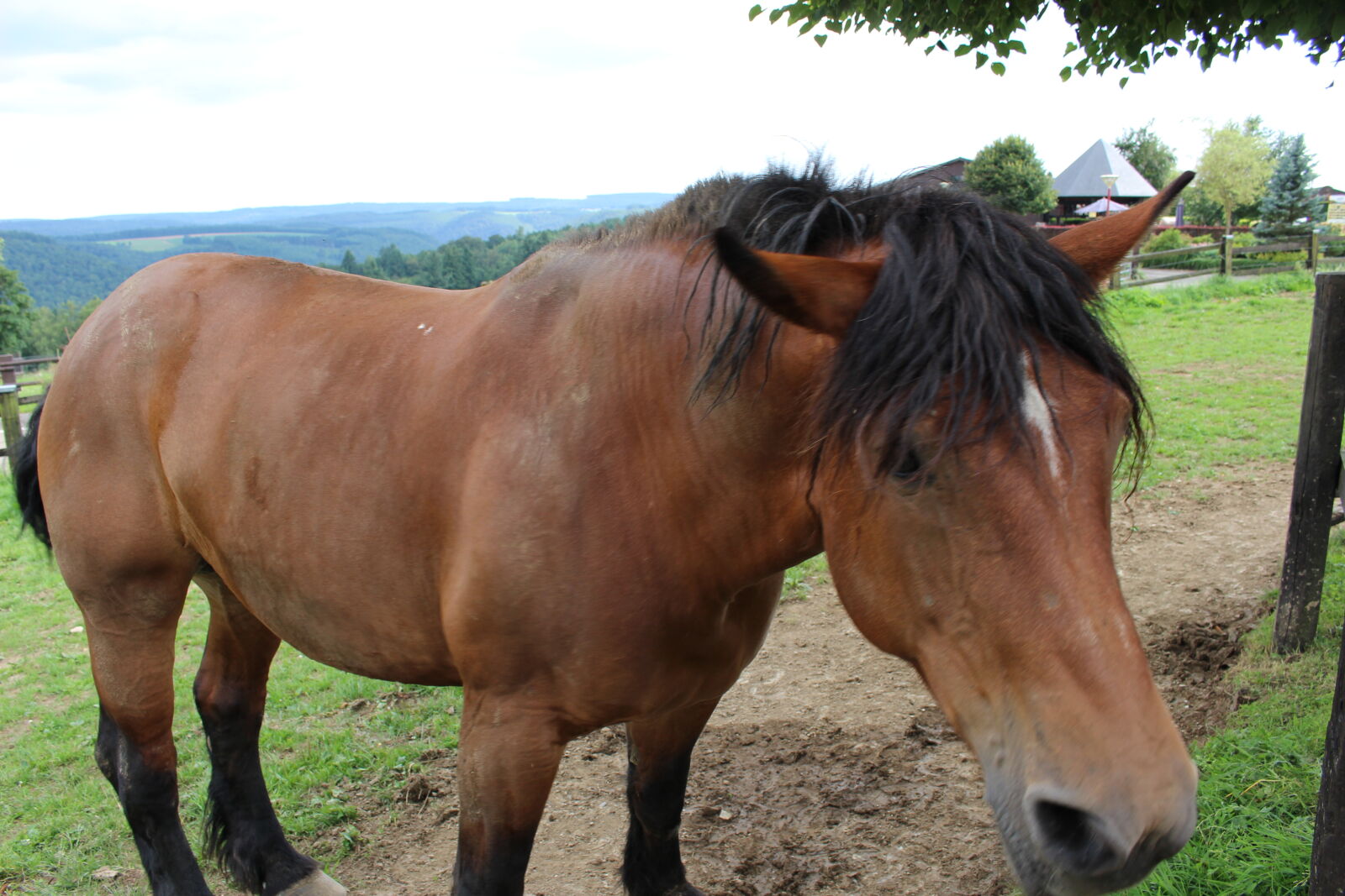 Canon EOS 100D (EOS Rebel SL1 / EOS Kiss X7) sample photo. Countryside, horses, outside photography