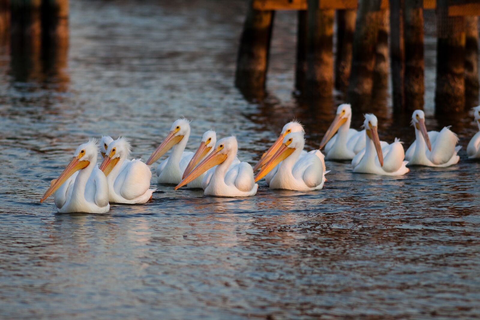 Canon EOS 50D sample photo. Pelicans, swimming, row photography