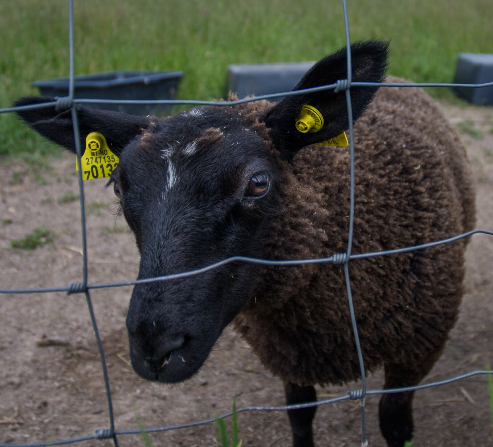 Nikon D7200 sample photo. Black sheep, sheep, fenced photography