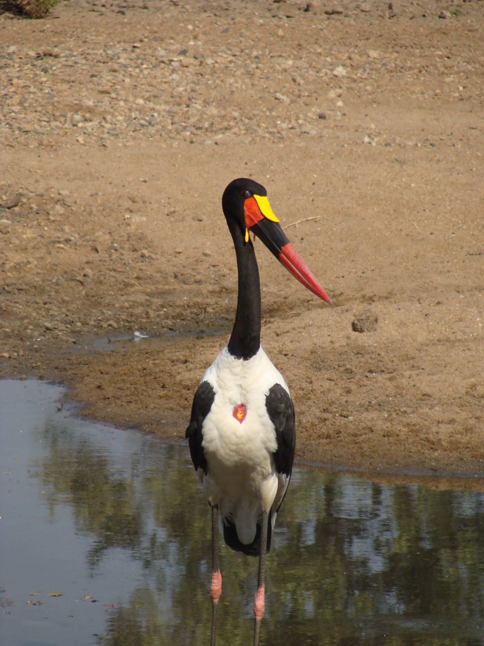Sony DSC-H3 sample photo. Bird, stork, africa photography